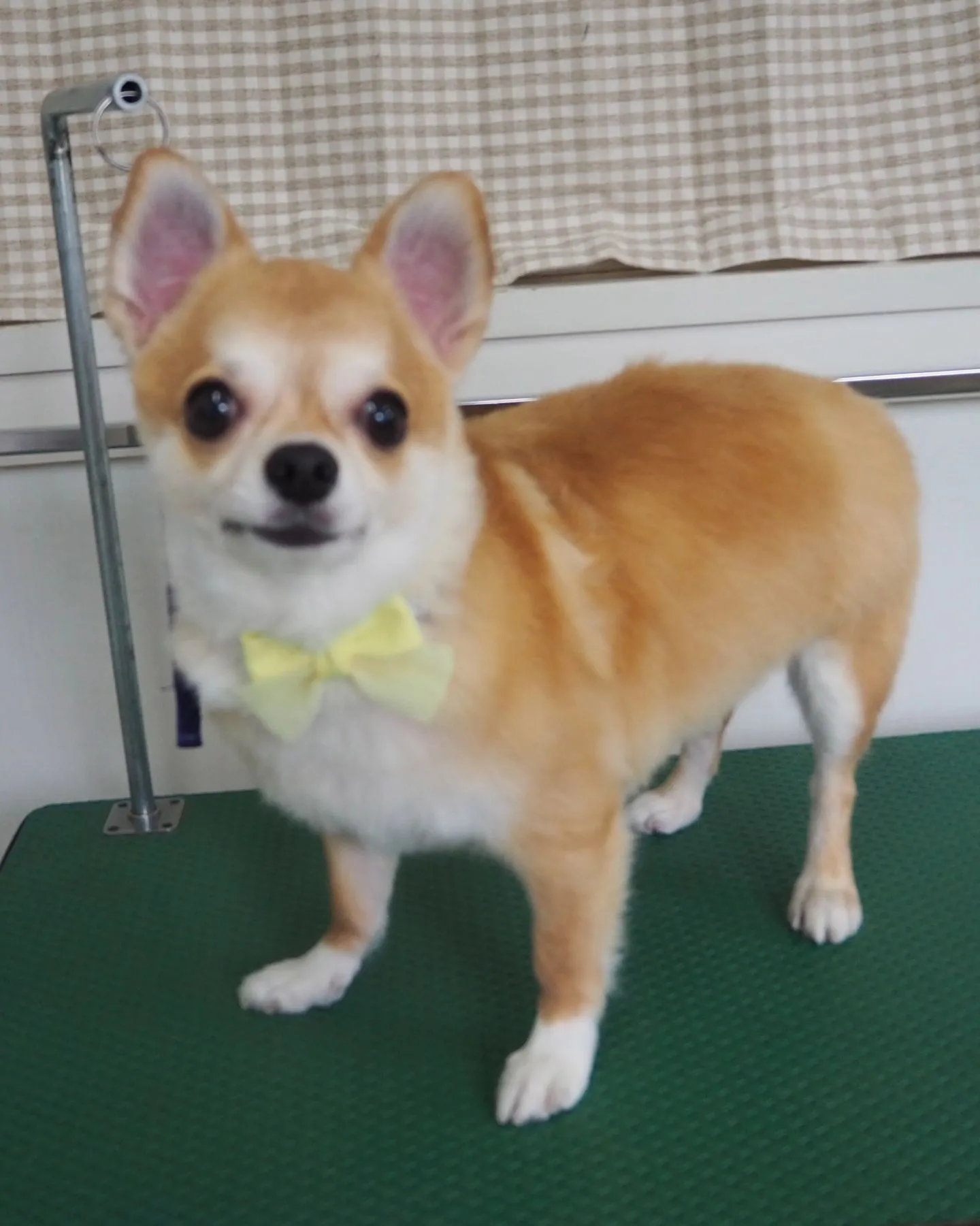 【トリミング】飼い主様ご希望カットです。