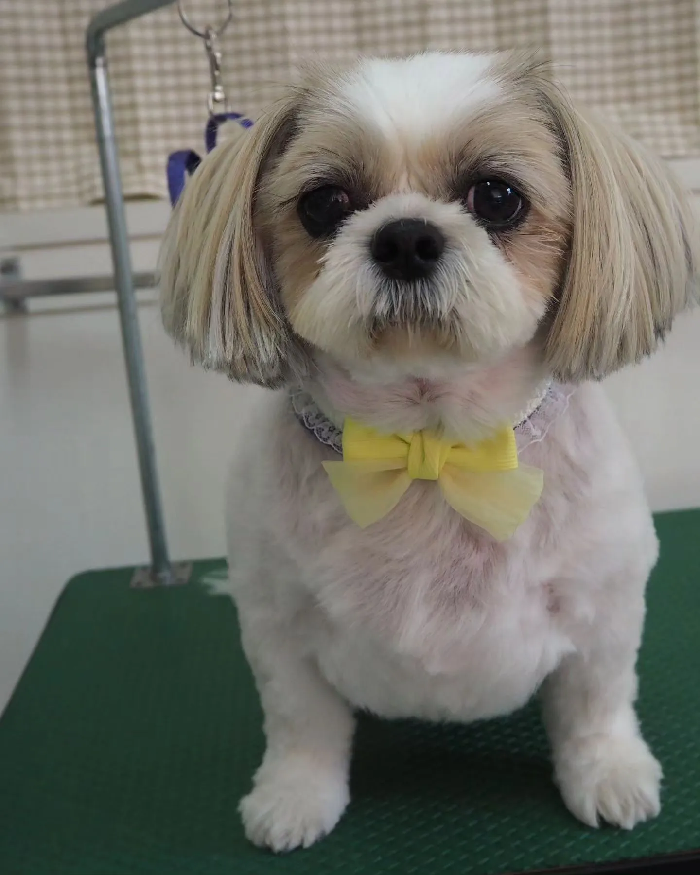 【トリミング】シーズー【バリカン仕上げ】