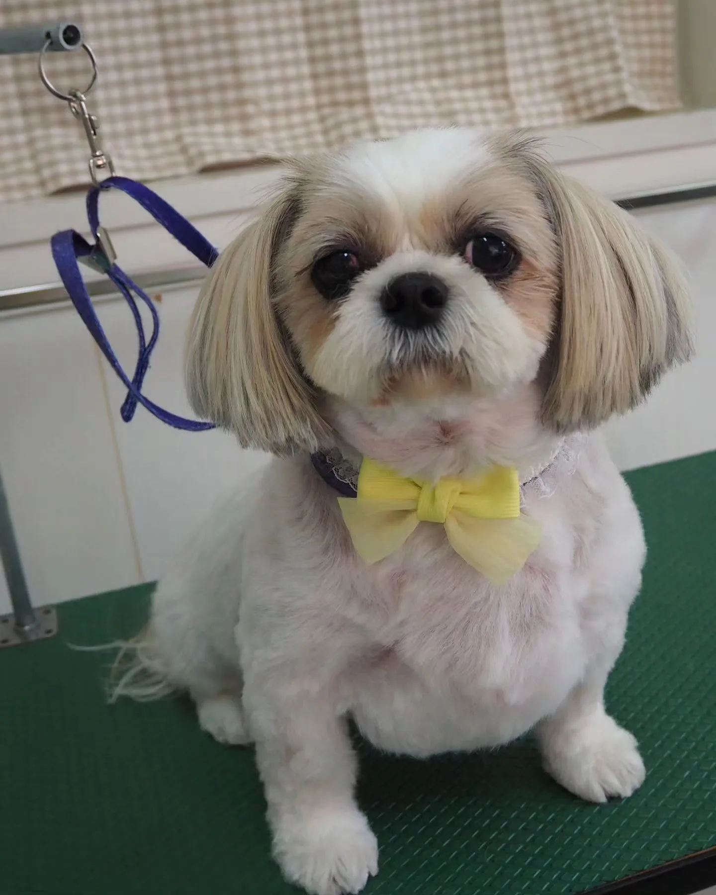 【トリミング】シーズー【バリカン仕上げ】