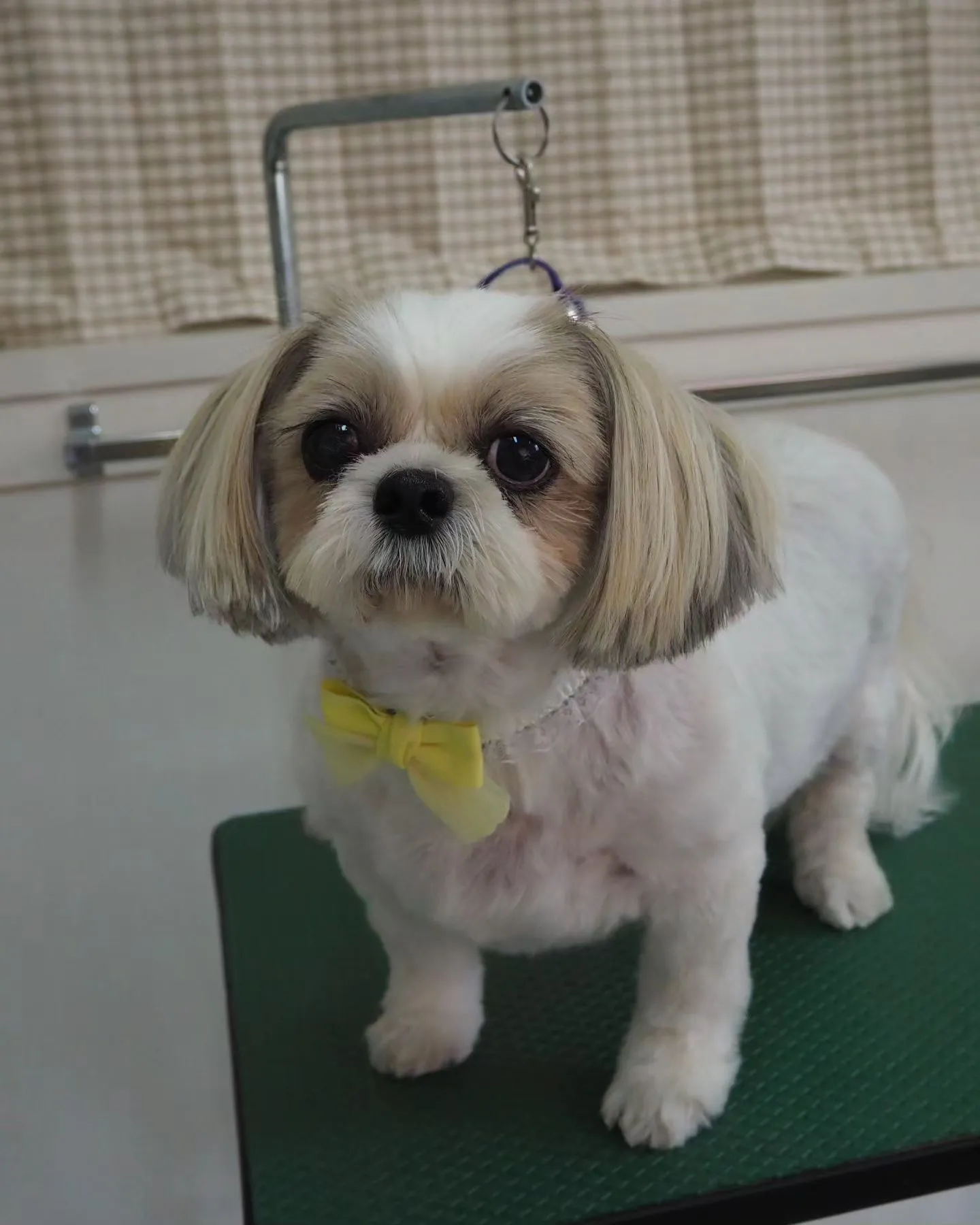 【トリミング】シーズー【バリカン仕上げ】