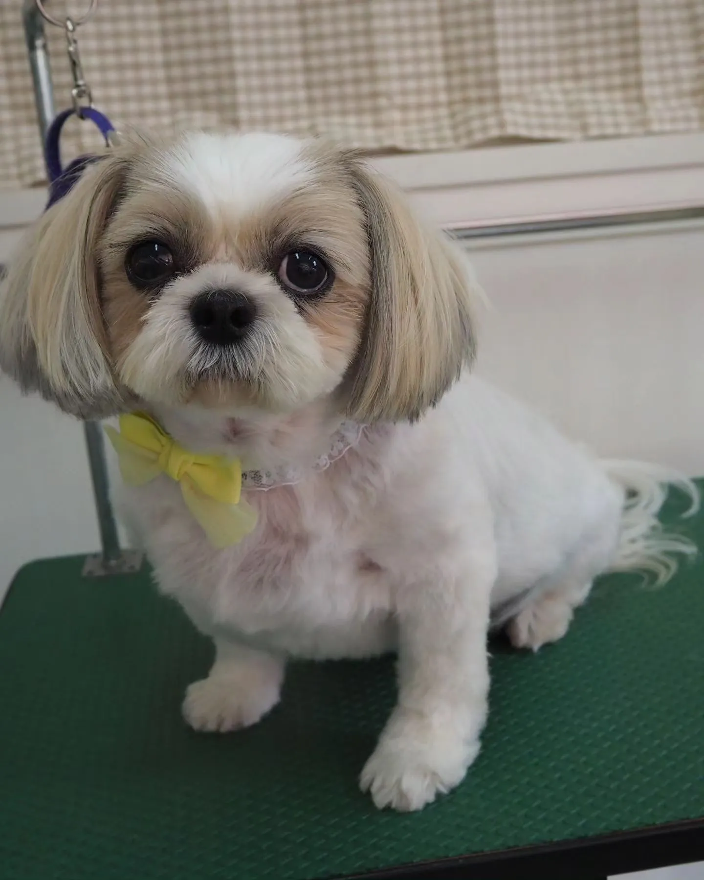 【トリミング】シーズー【バリカン仕上げ】