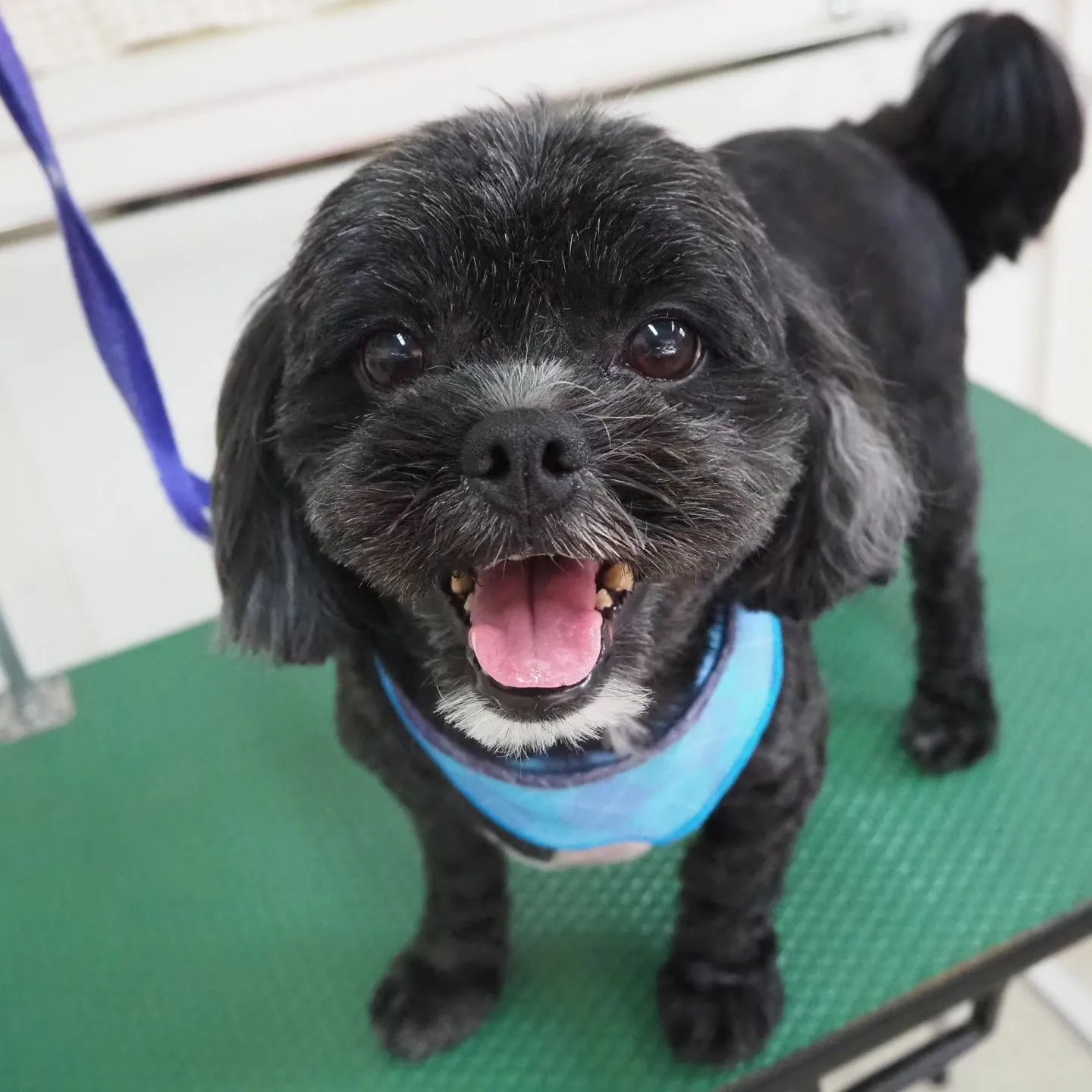 【トリミング】元気【バリカン仕上げ】