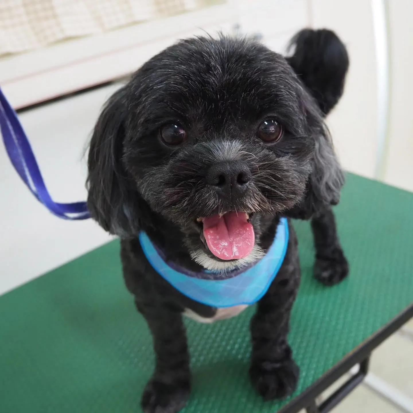 【トリミング】元気【バリカン仕上げ】