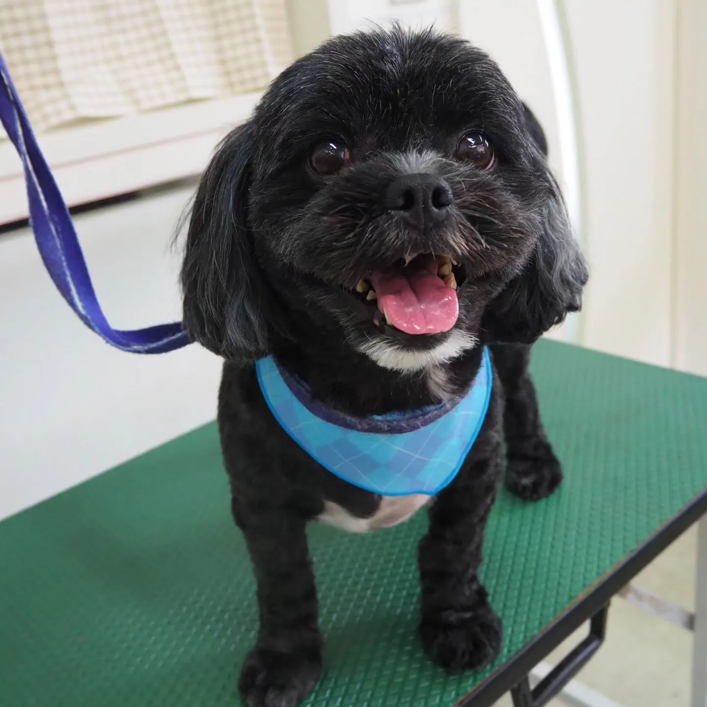 【トリミング】元気【バリカン仕上げ】