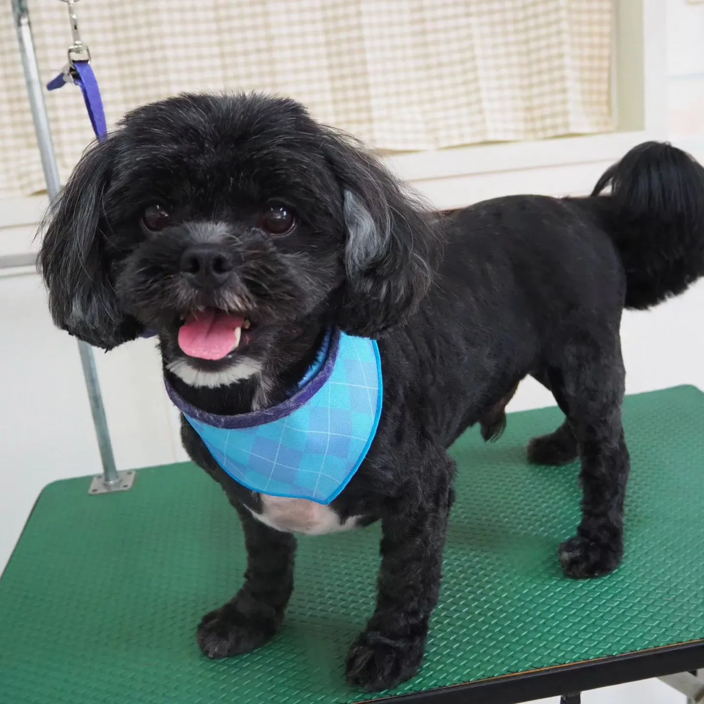 【トリミング】元気【バリカン仕上げ】