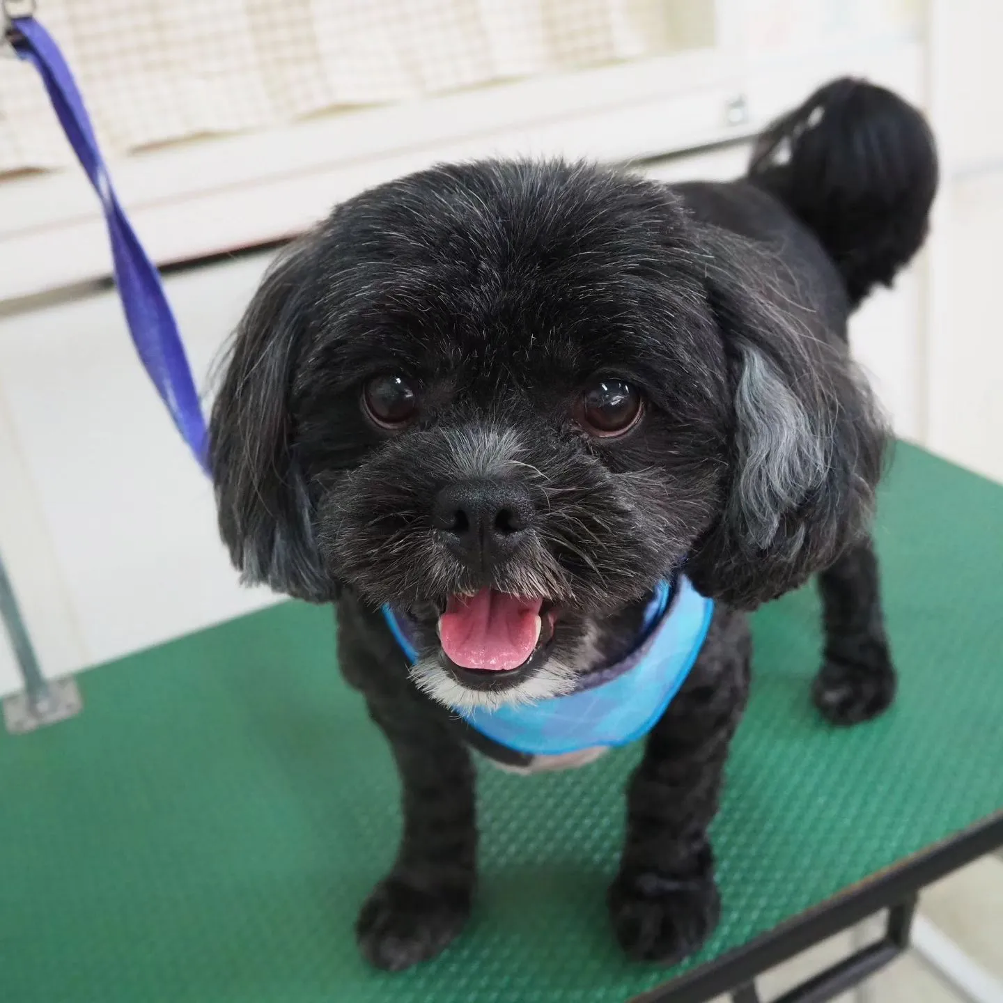 【トリミング】元気【バリカン仕上げ】