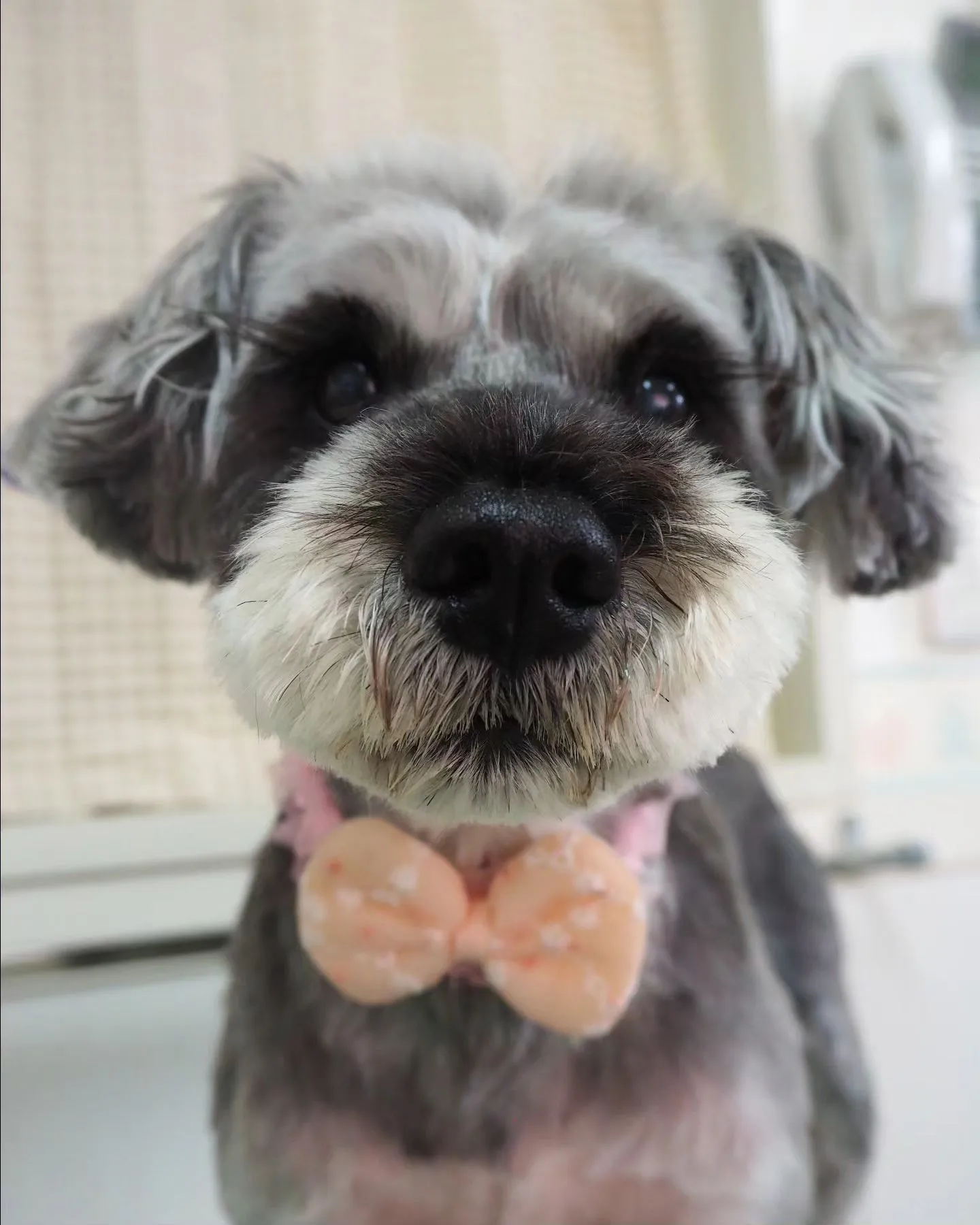 【トリミング】シュナウザー【まつ毛】