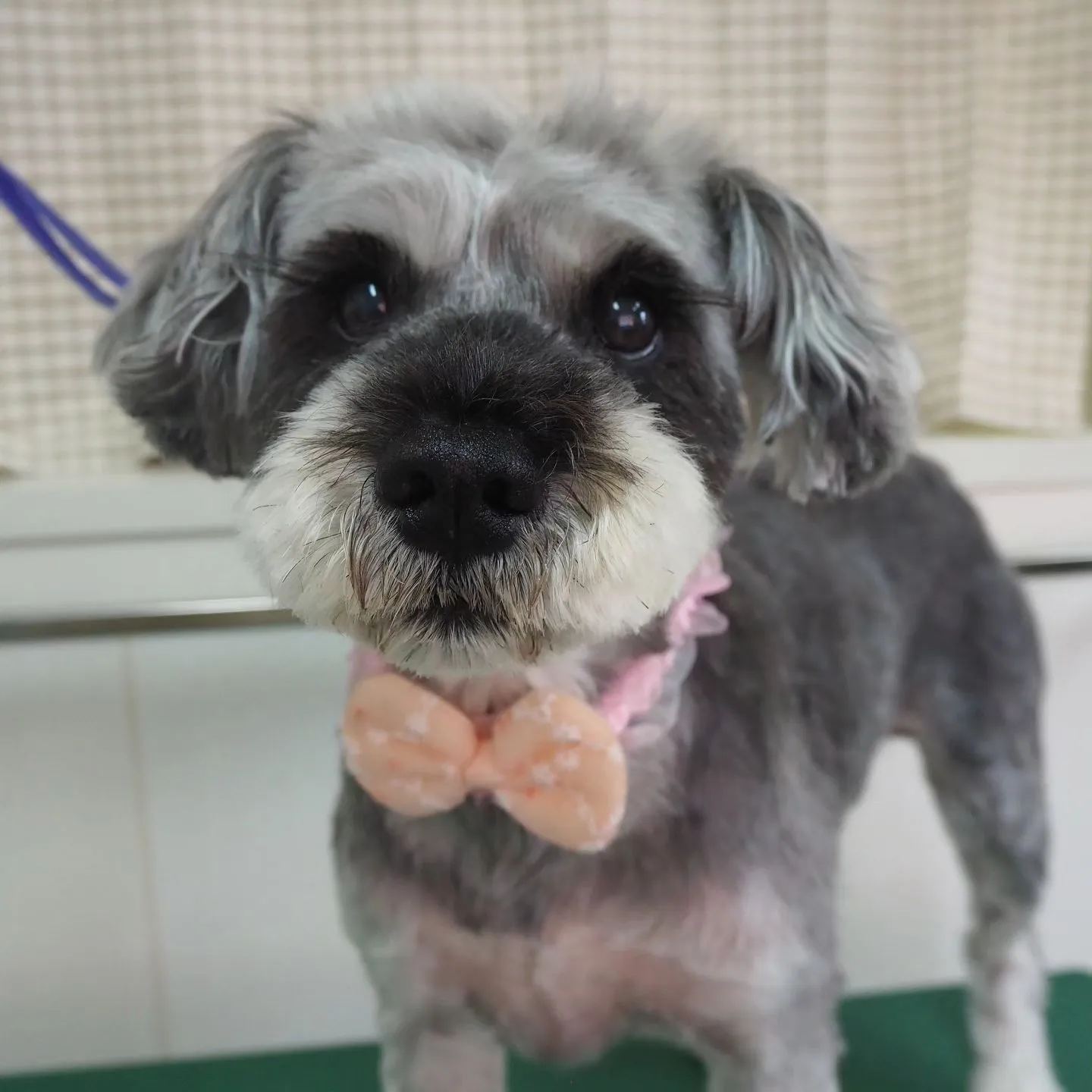 【トリミング】シュナウザー【まつ毛】