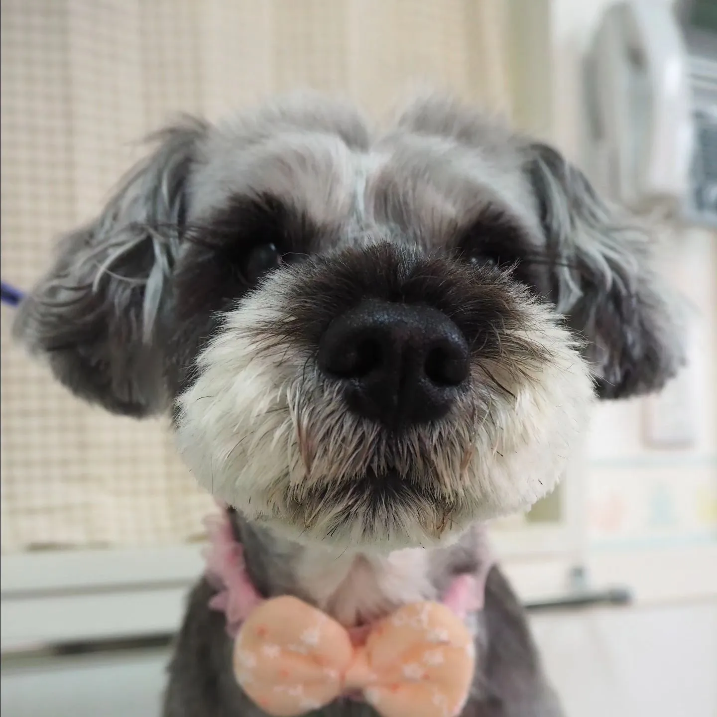 【トリミング】シュナウザー【まつ毛】