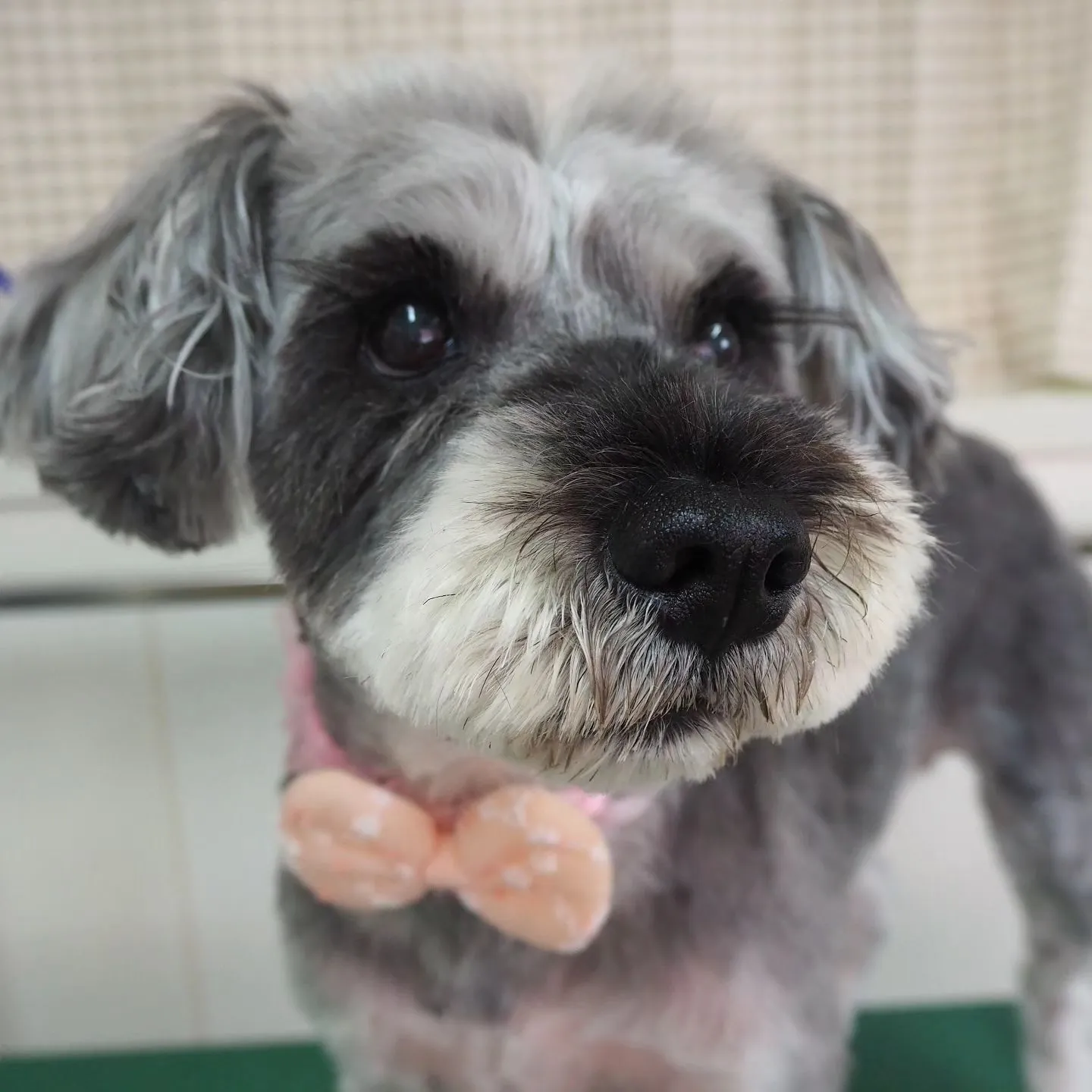 【トリミング】シュナウザー【まつ毛】