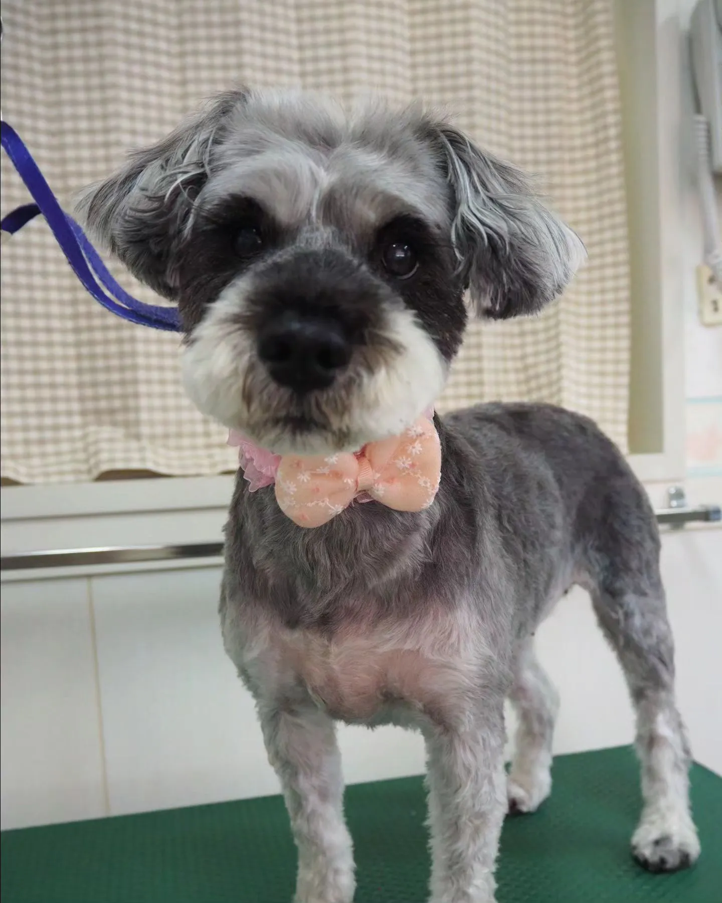 【トリミング】シュナウザー【まつ毛】