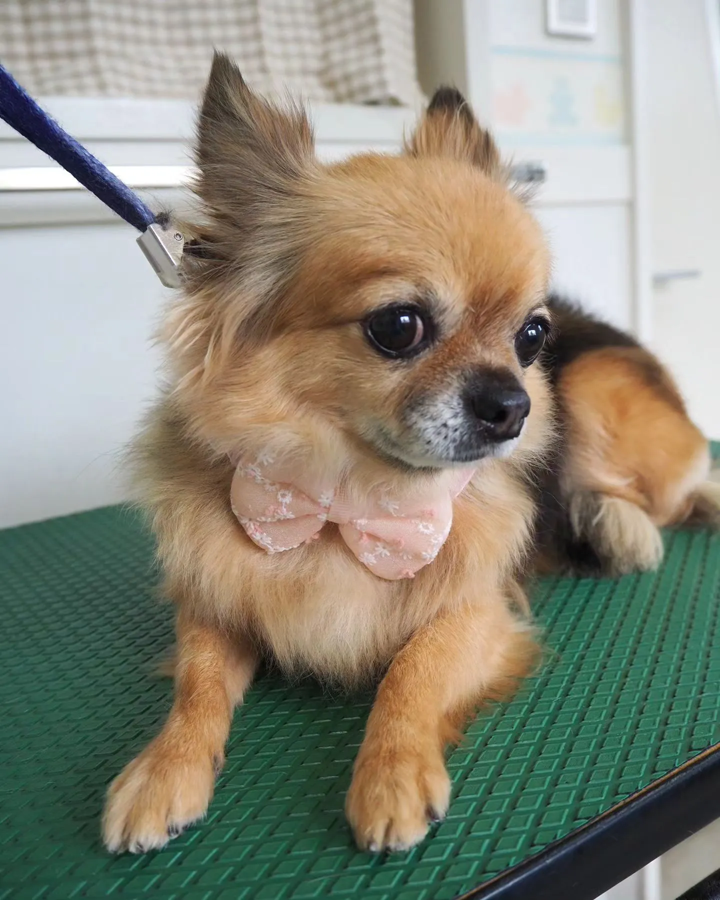 【トリミング】チワワ【シャンプーコース】