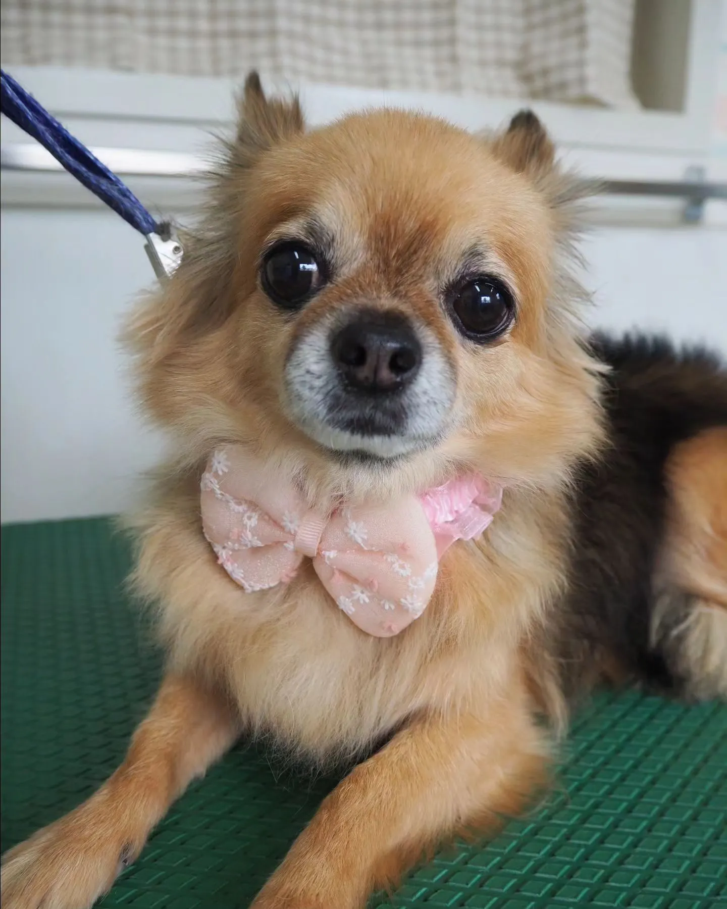 【トリミング】チワワ【シャンプーコース】