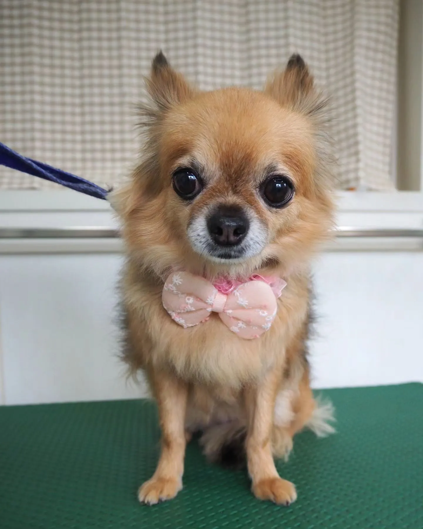 【トリミング】チワワ【シャンプーコース】