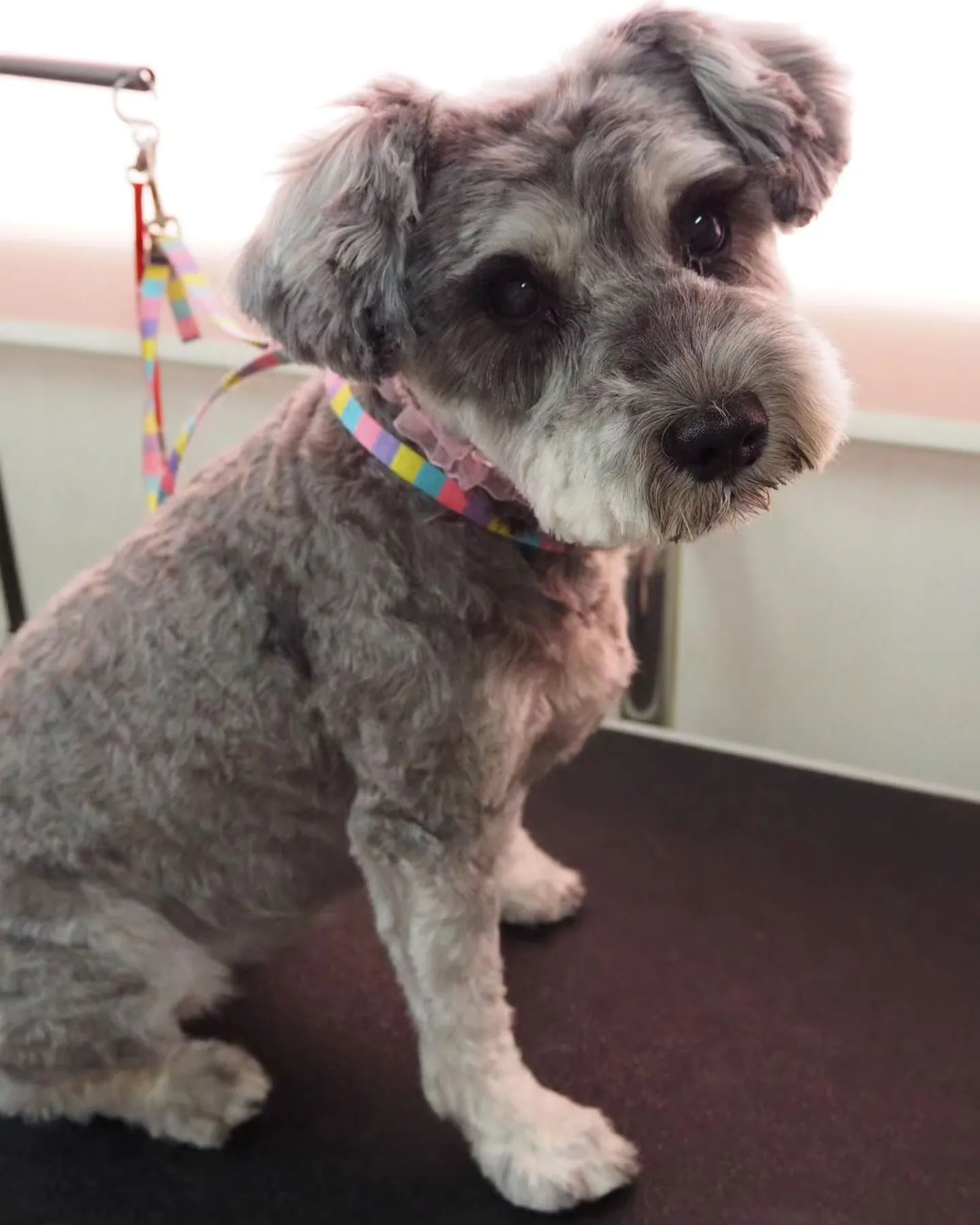 【トリミング】シュナウザー【3mm仕上げ】