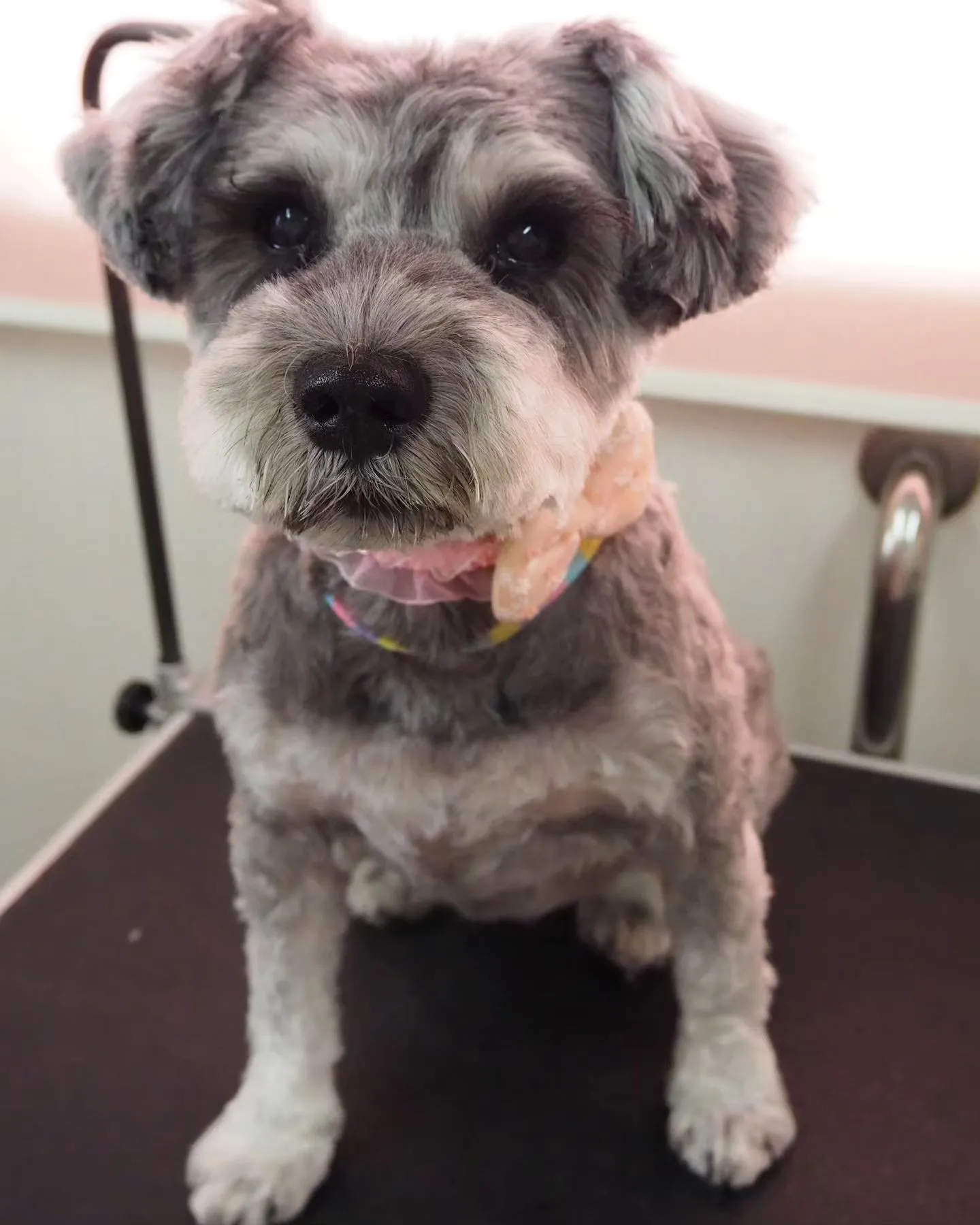 【トリミング】シュナウザー【3mm仕上げ】