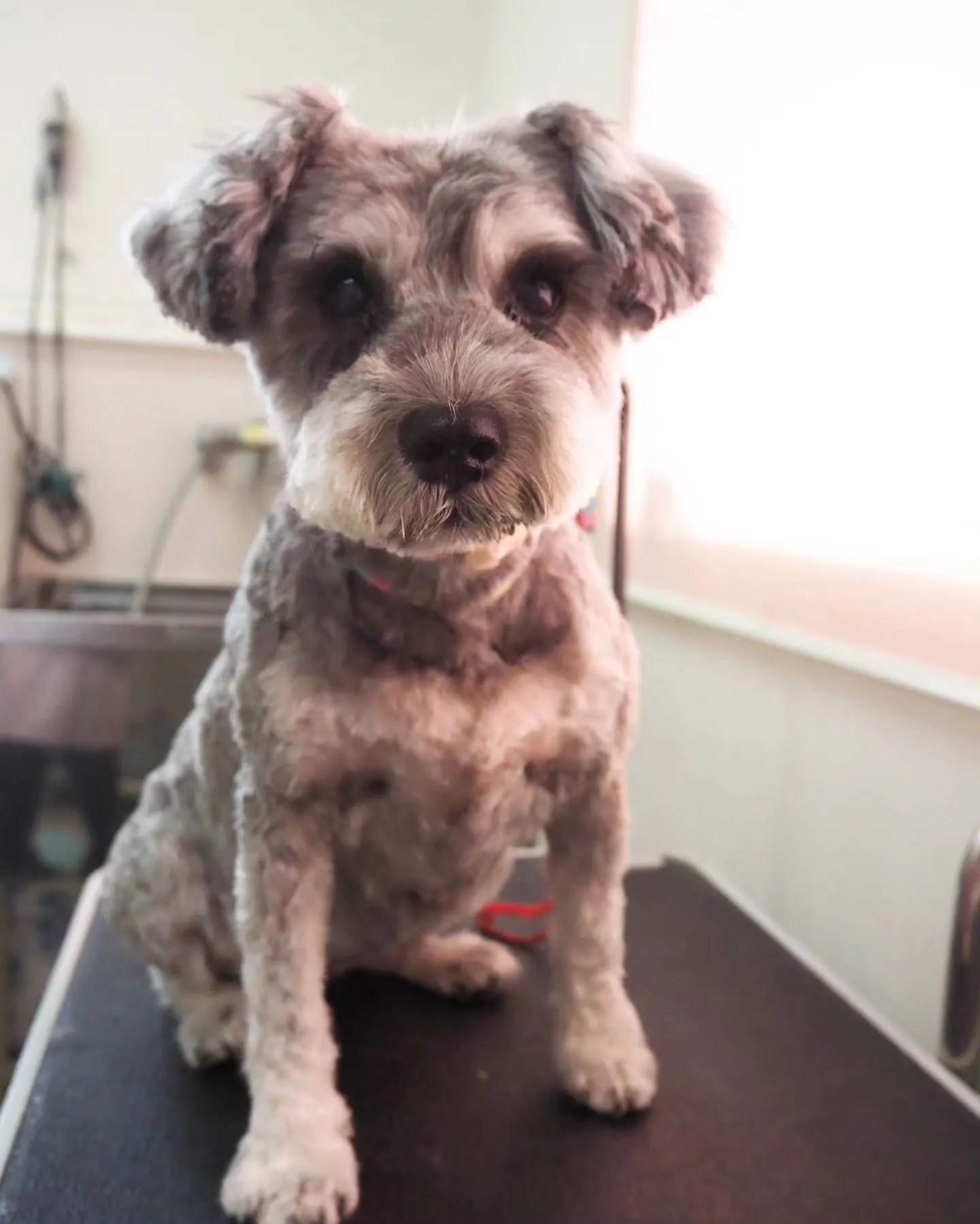 【トリミング】シュナウザー【3mm仕上げ】