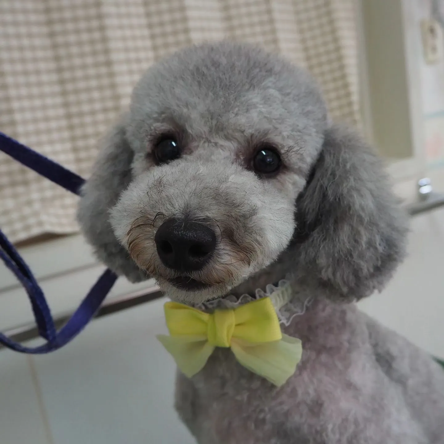 【トリミング】トイプードル【バリカン仕上げ】