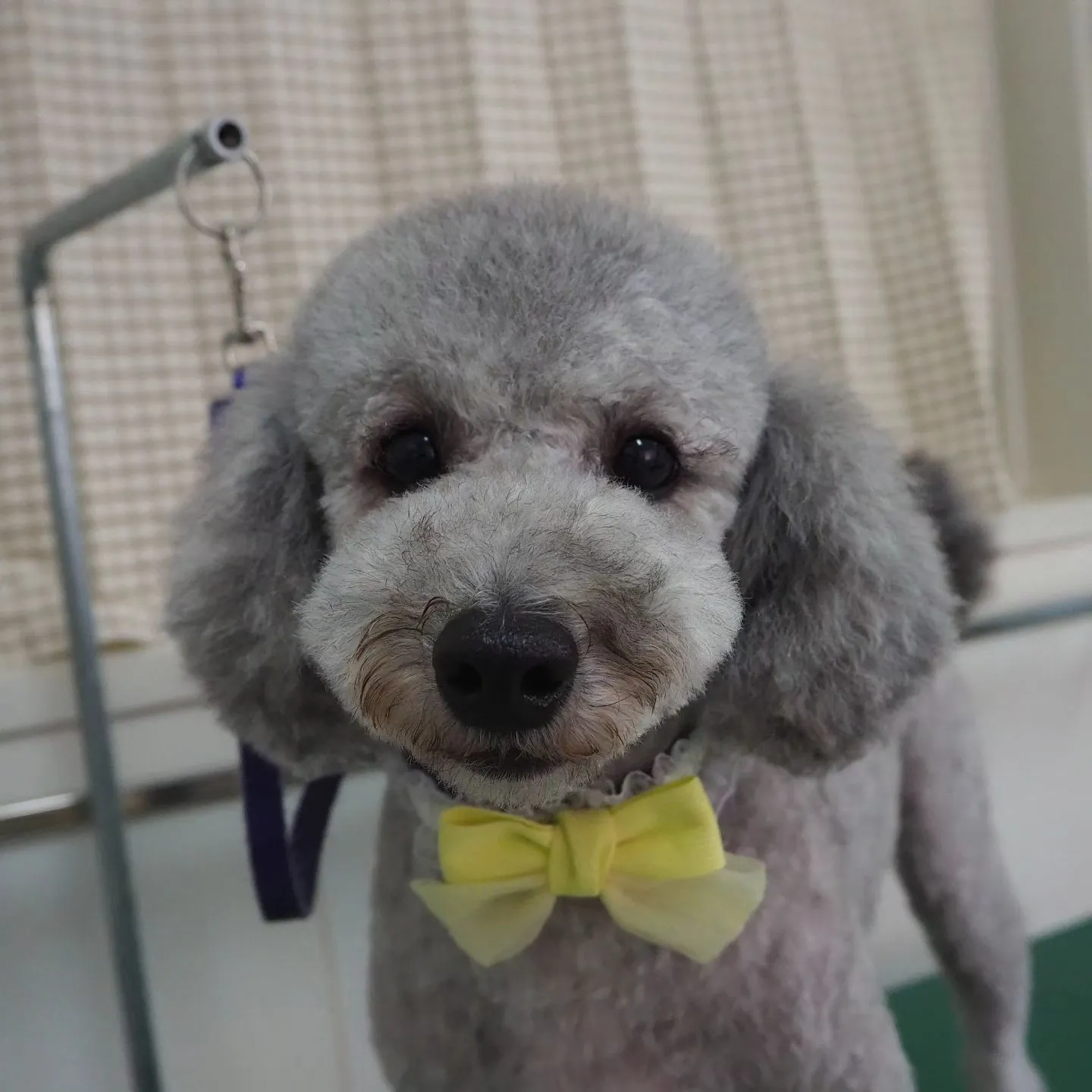 【トリミング】トイプードル【バリカン仕上げ】