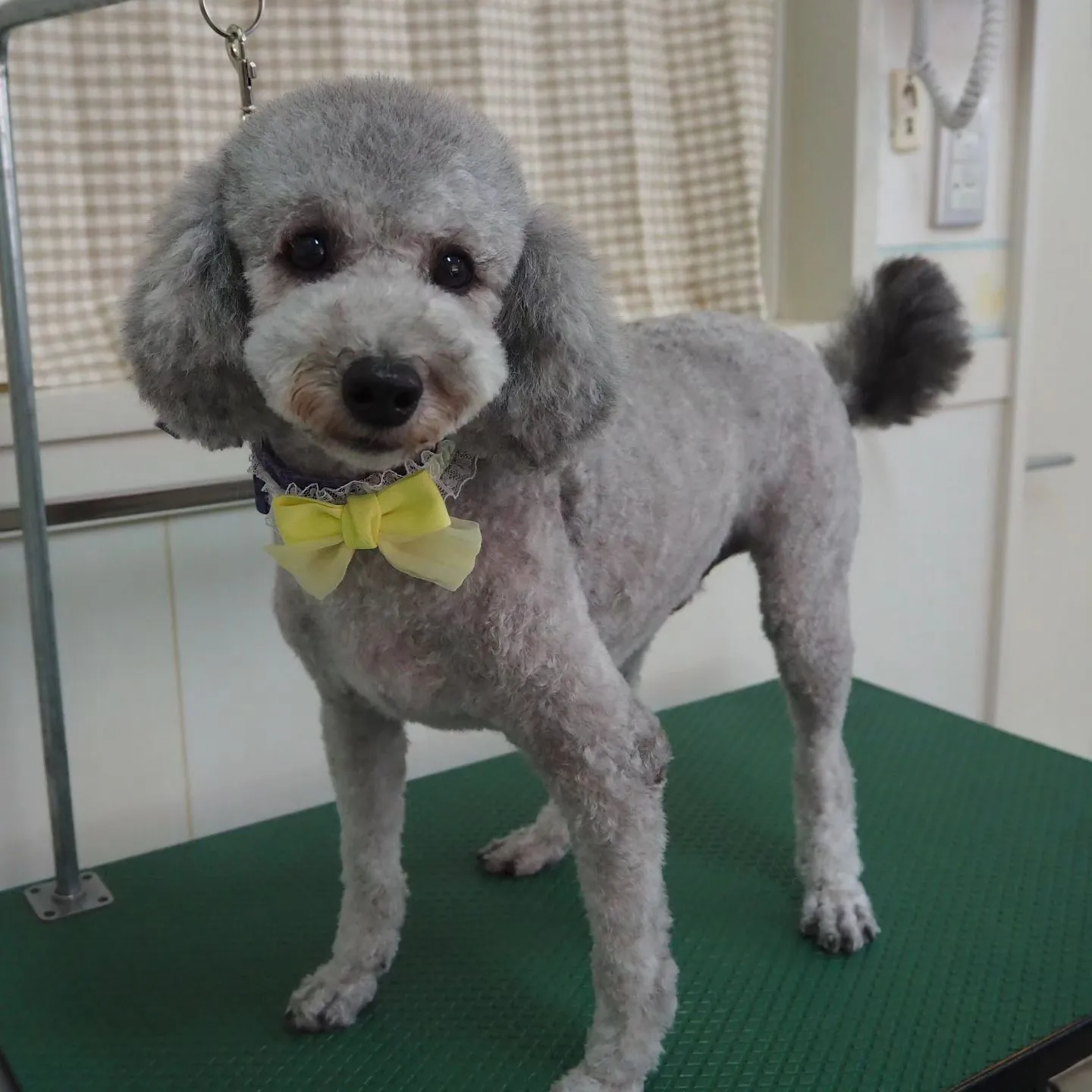 【トリミング】トイプードル【バリカン仕上げ】