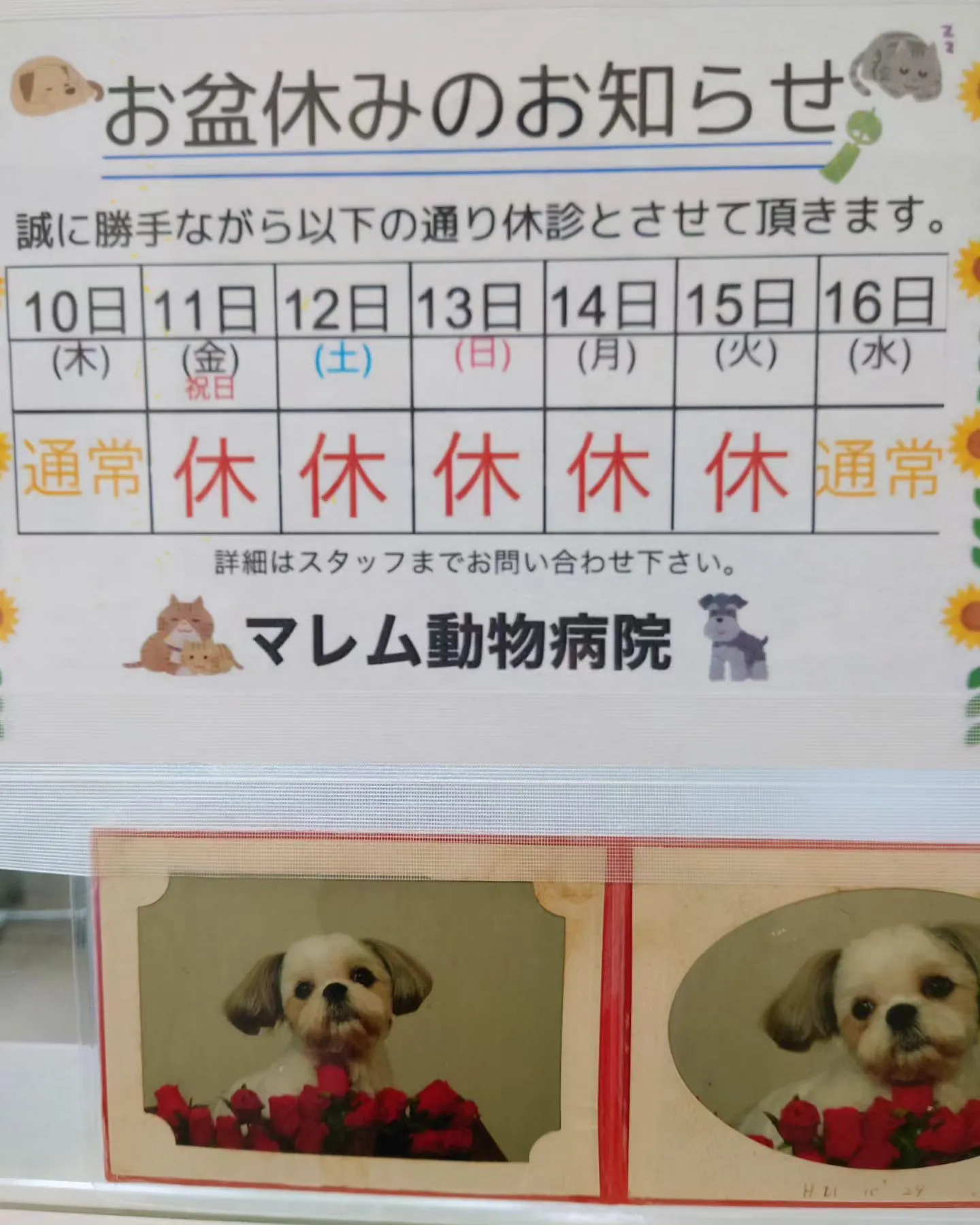 【お盆】8月の休診【マレム動物病院】
