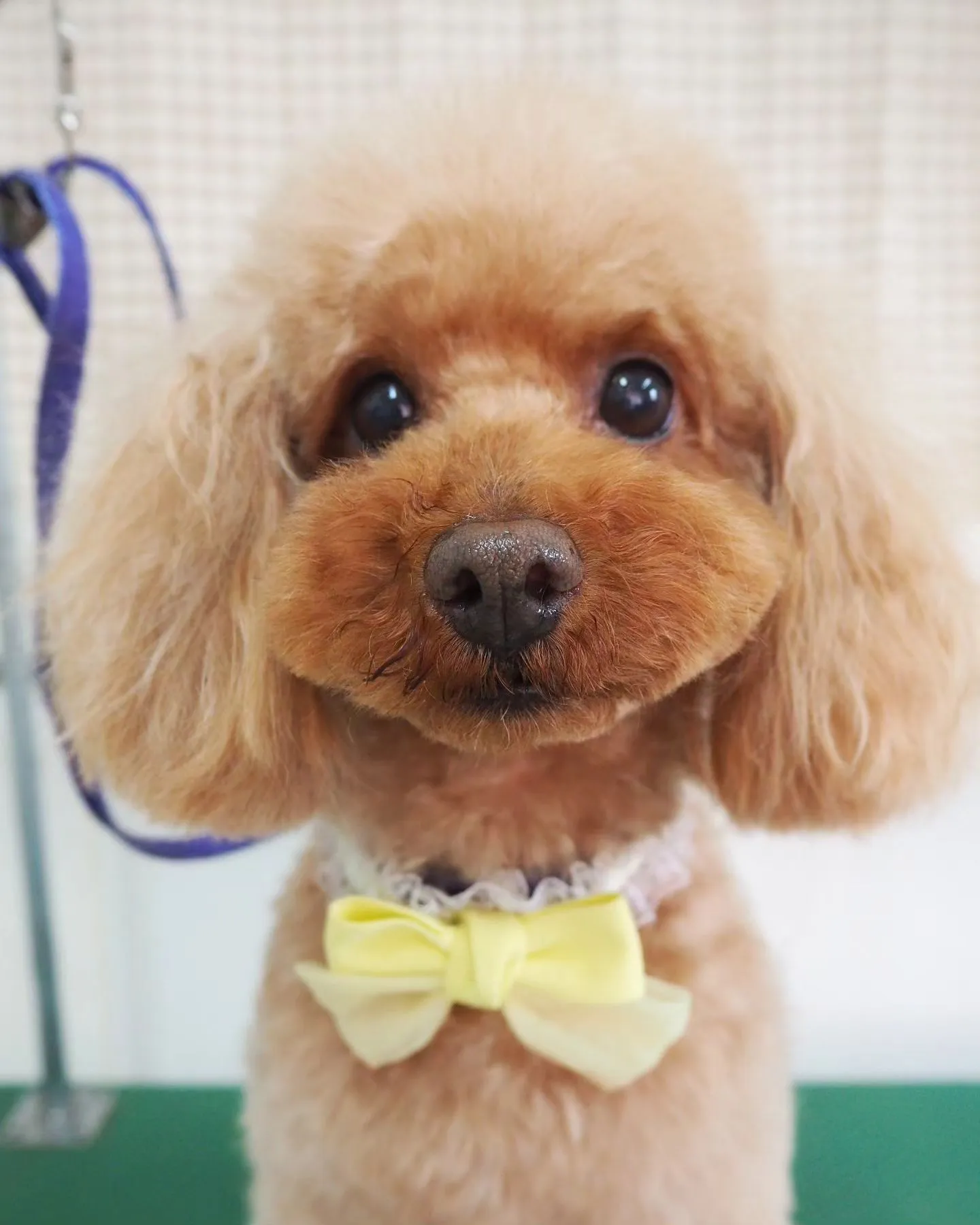 【トリミング】トイプードル【テディベアカット】