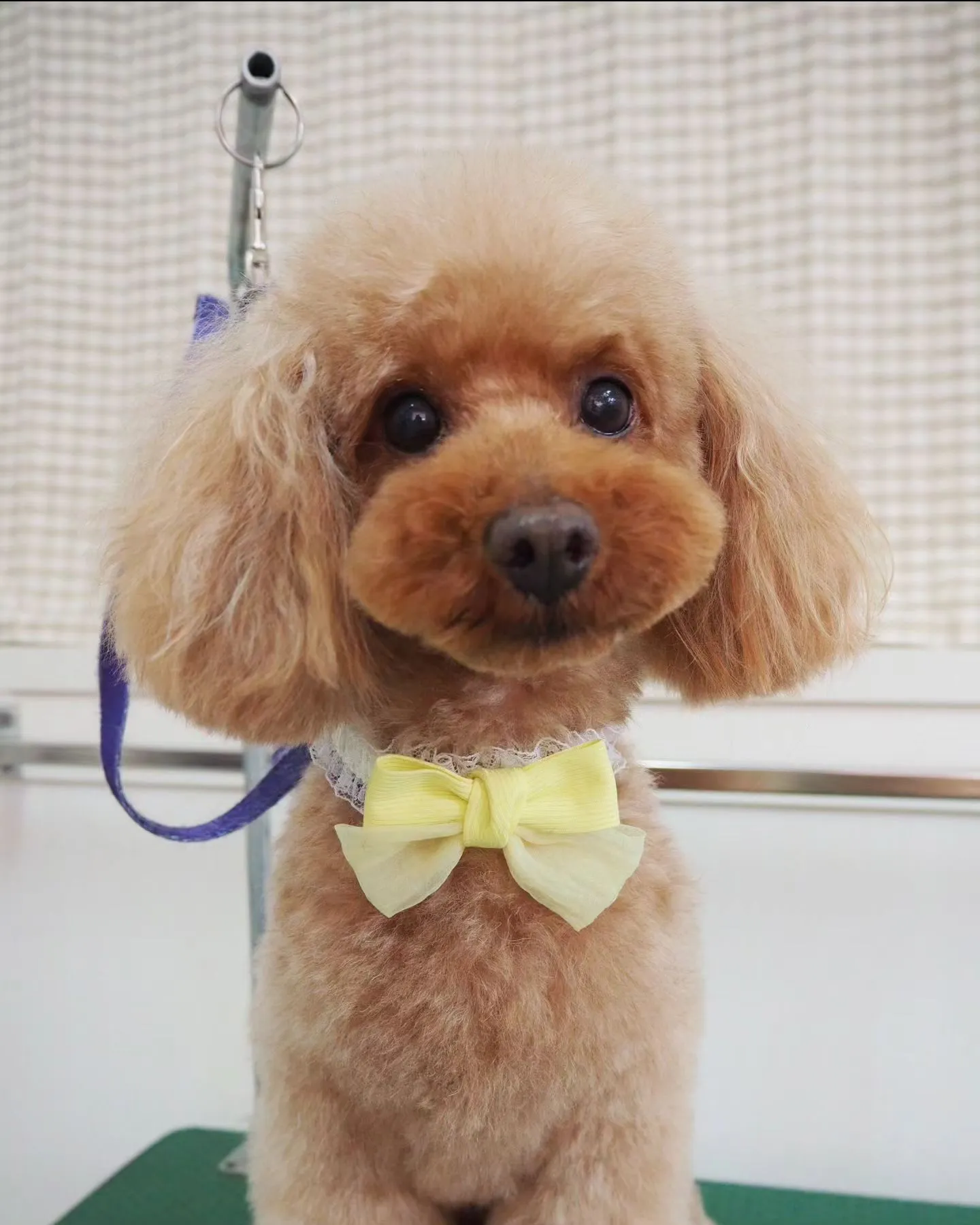 【トリミング】トイプードル【テディベアカット】