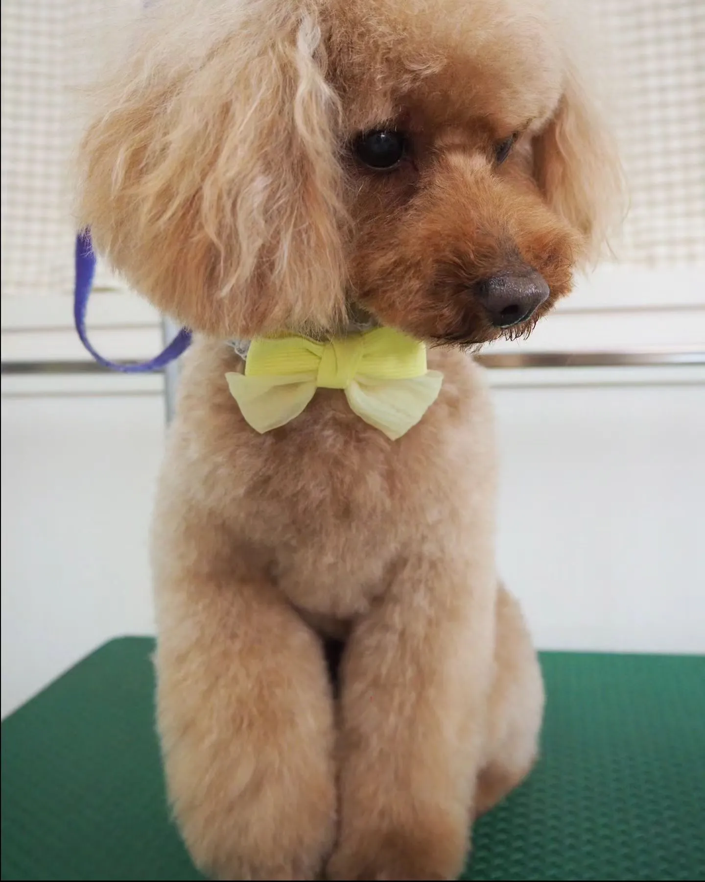 【トリミング】トイプードル【テディベアカット】