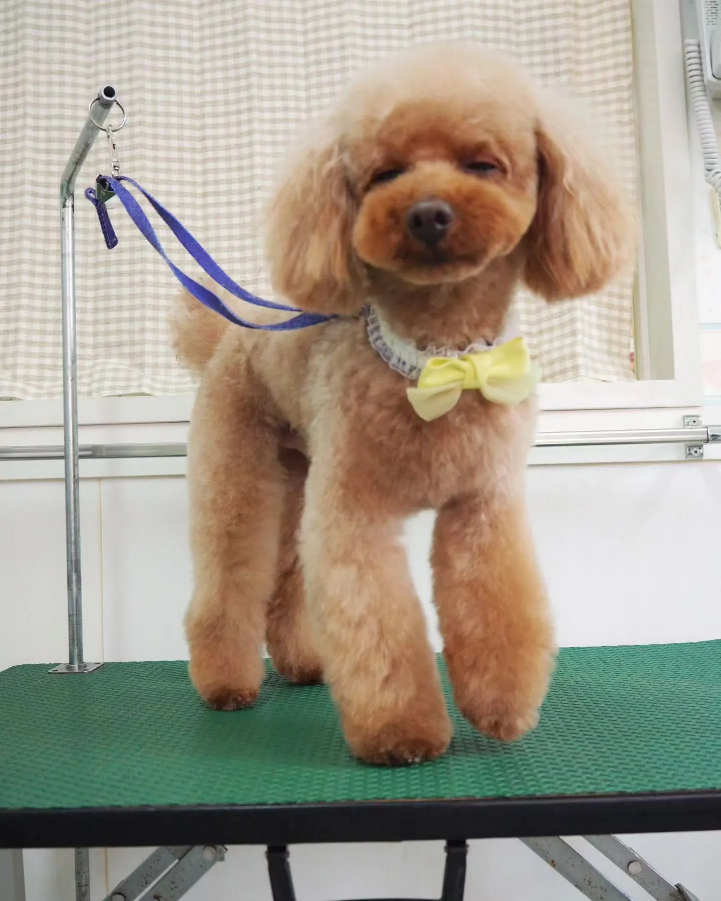 【トリミング】トイプードル【テディベアカット】