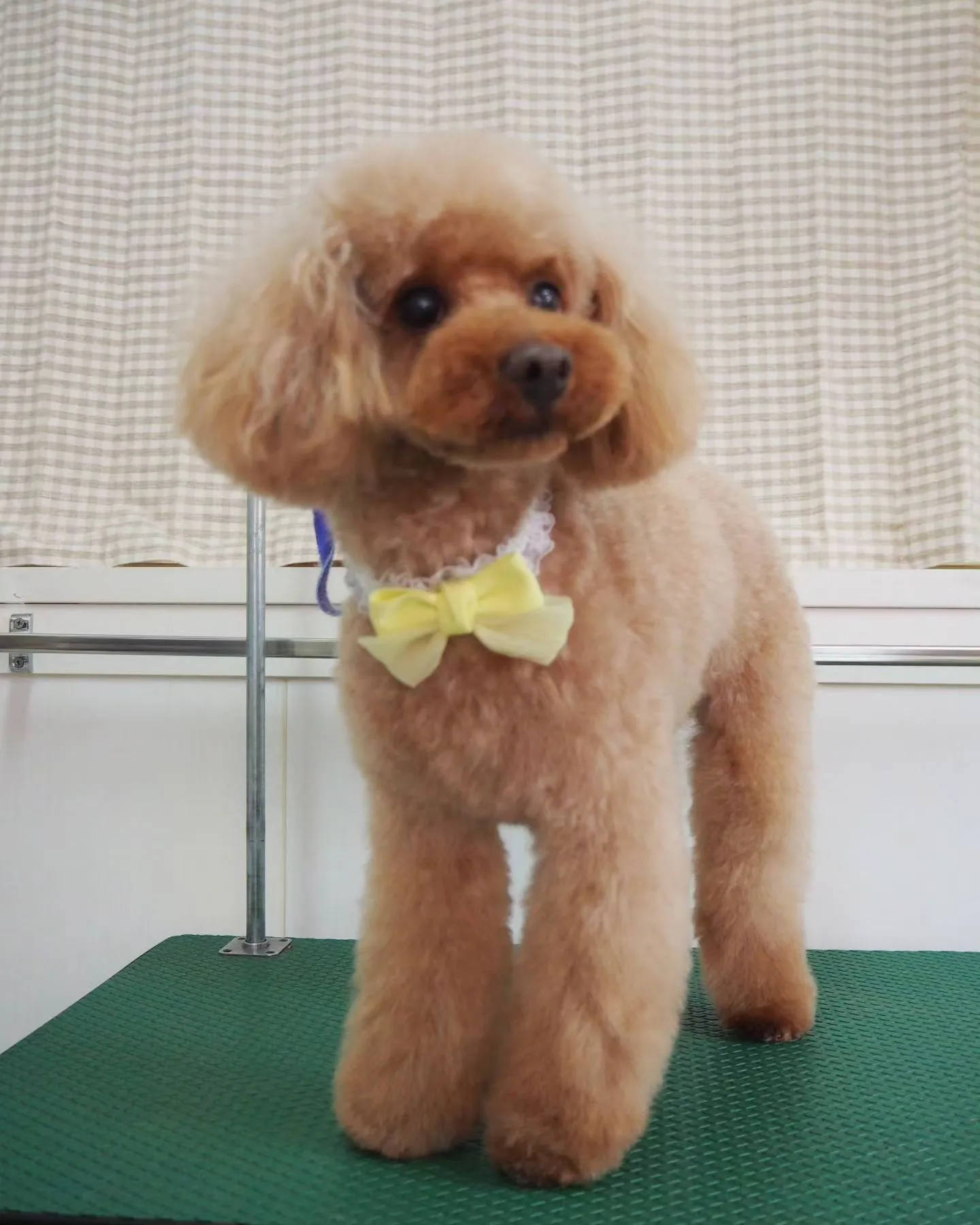 【トリミング】トイプードル【テディベアカット】