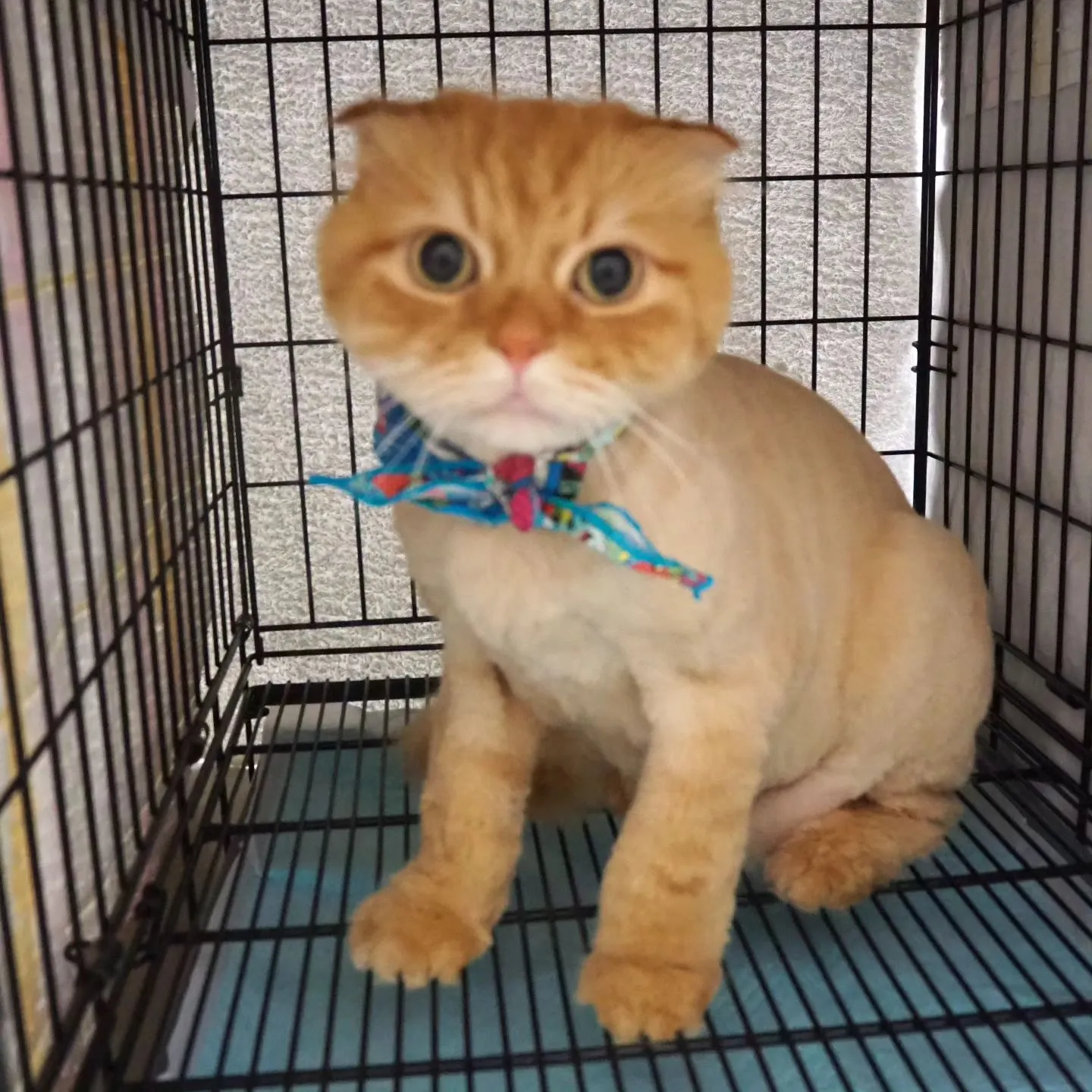 【トリミング】猫ちゃん【サマーカット】