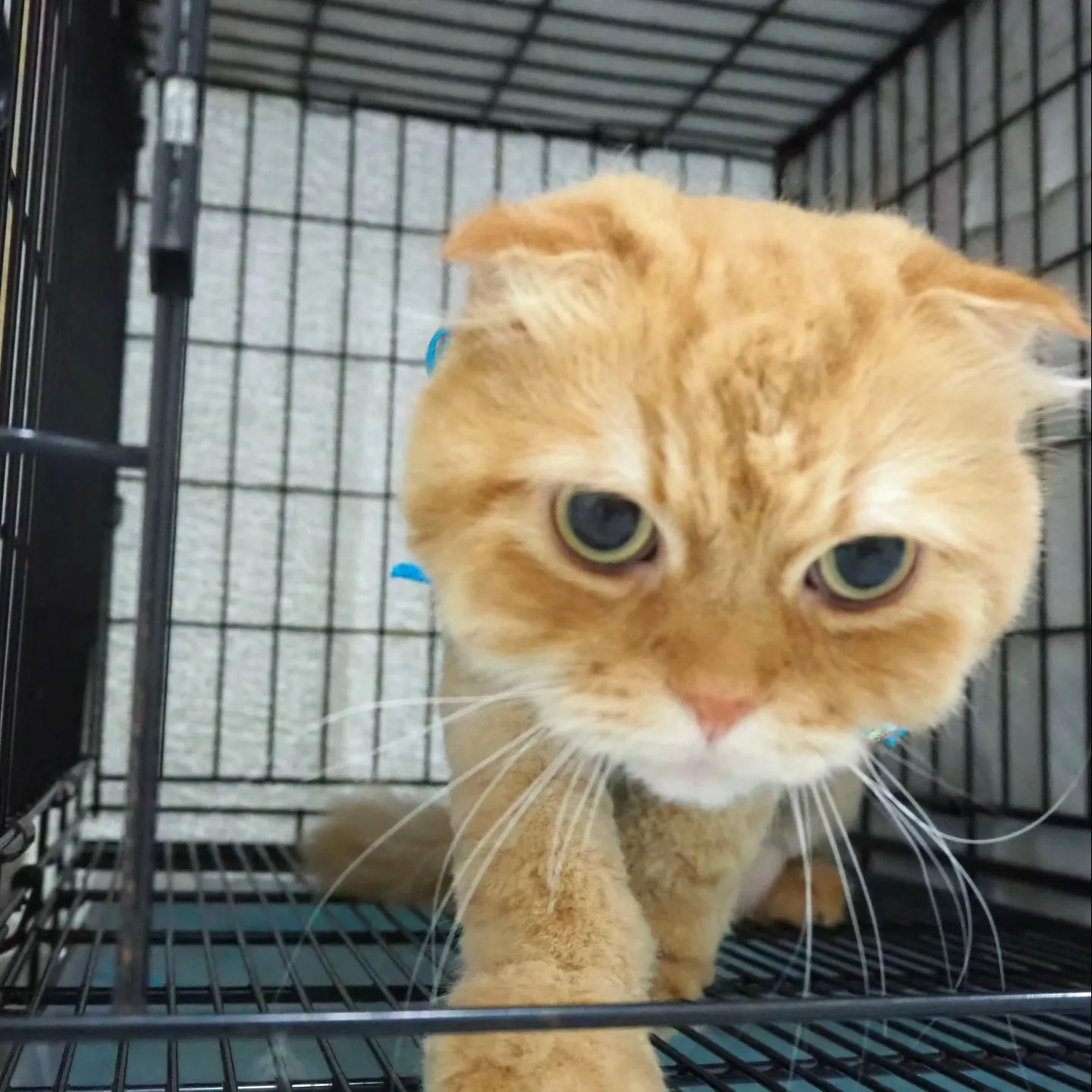 【トリミング】猫ちゃん【サマーカット】