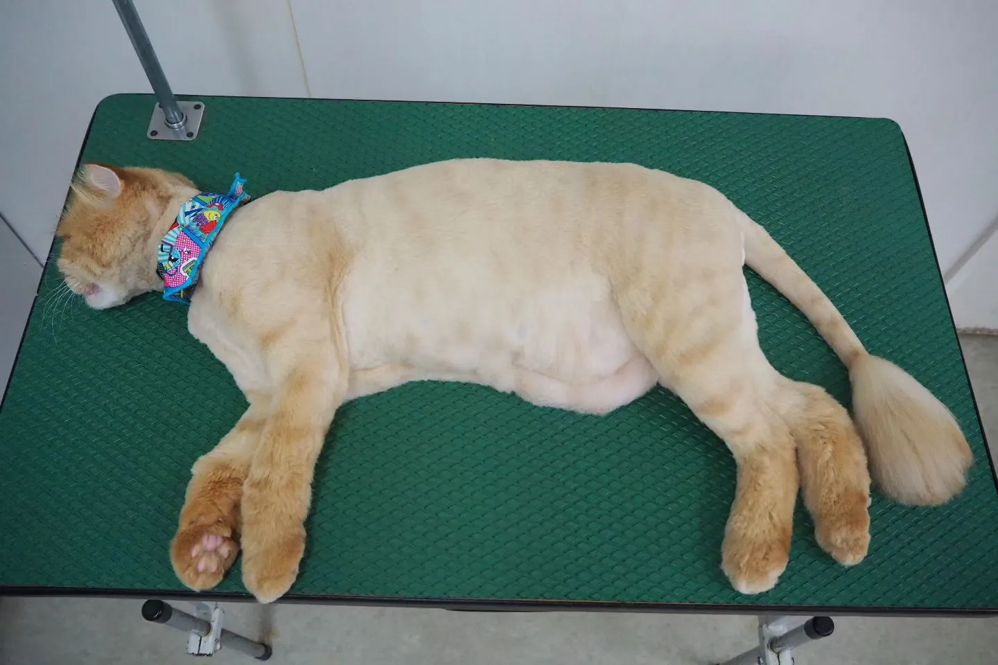 【トリミング】猫ちゃん【サマーカット】