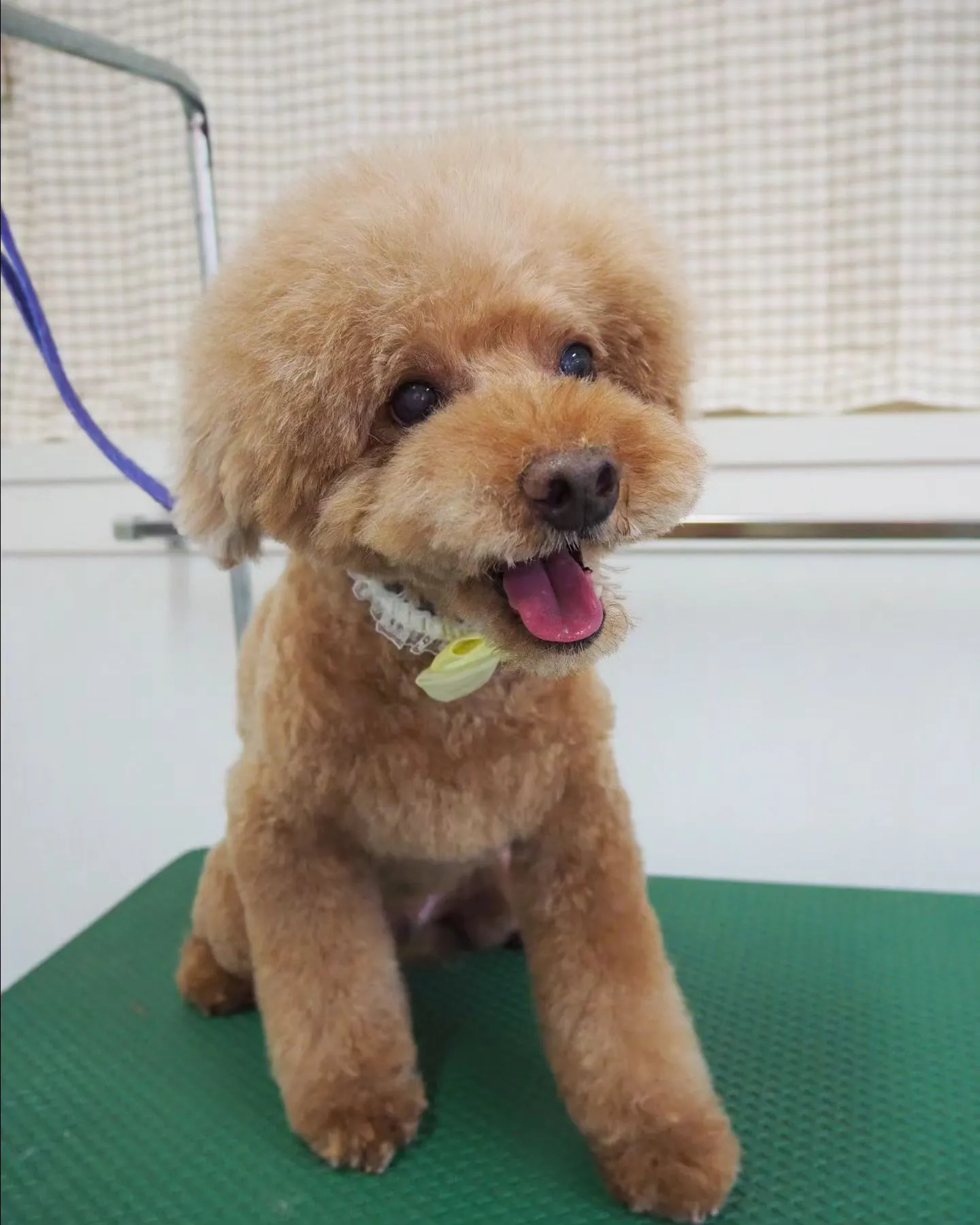 【トリミング】トイプードル【アフロカット】