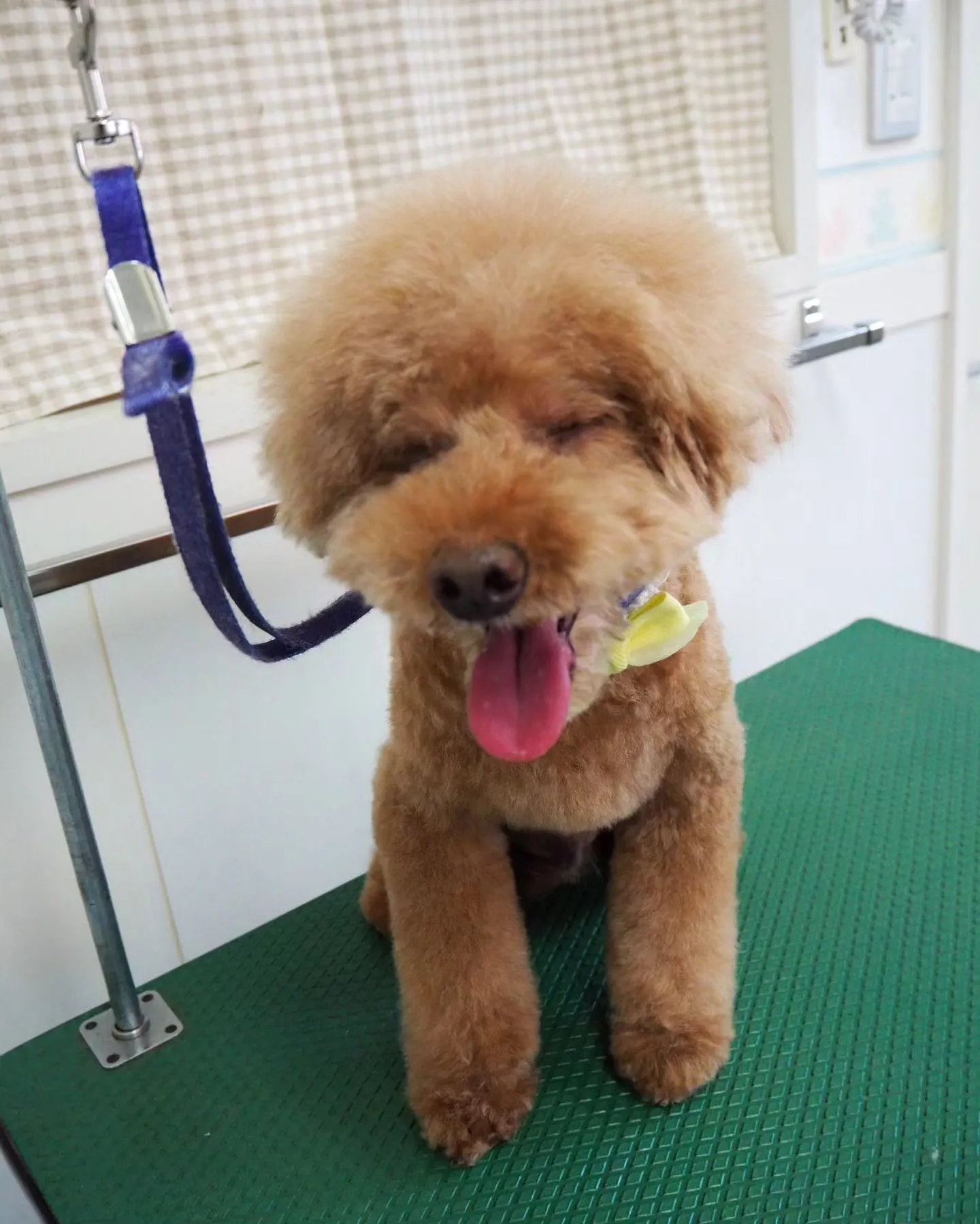 【トリミング】トイプードル【アフロカット】