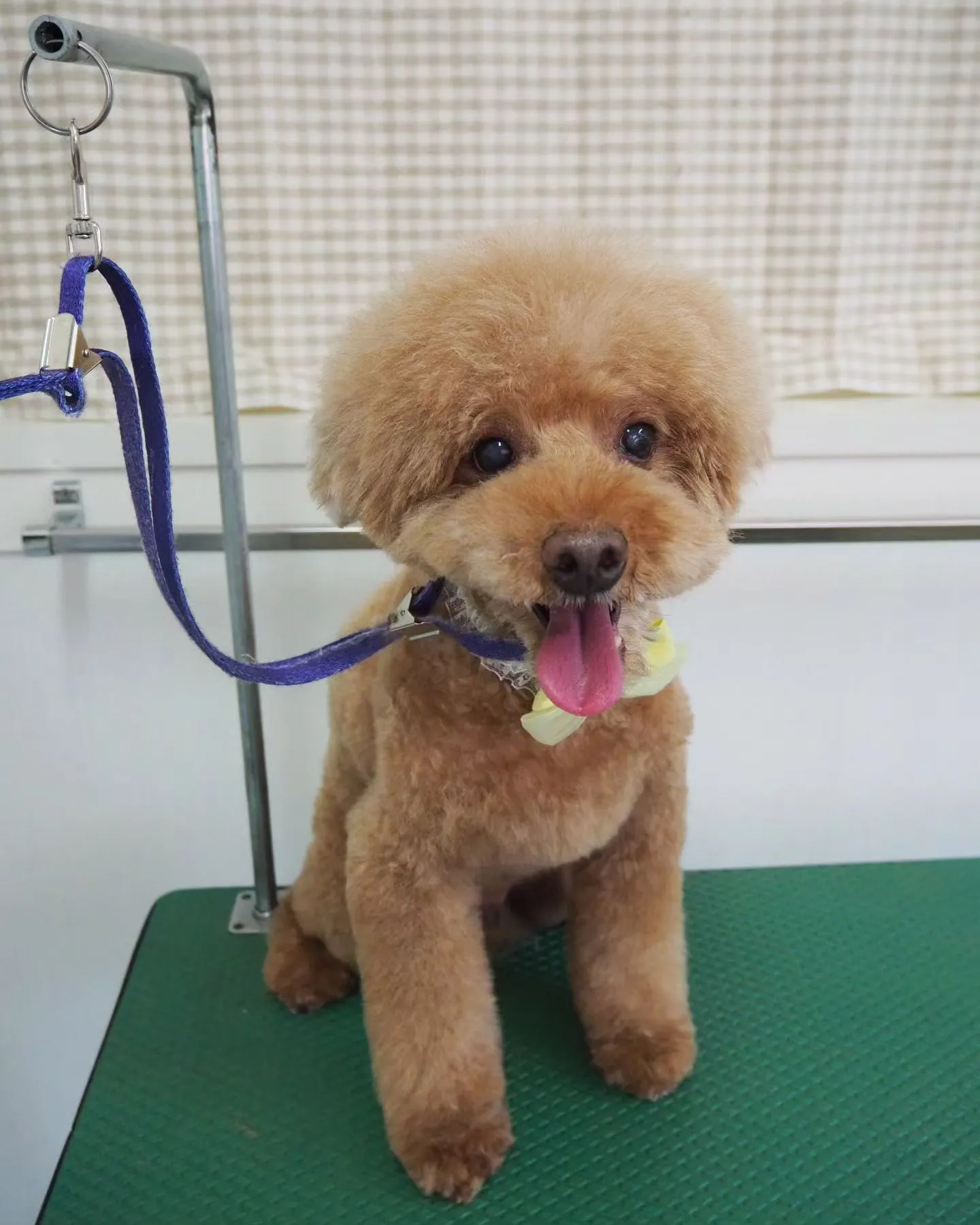 【トリミング】トイプードル【アフロカット】