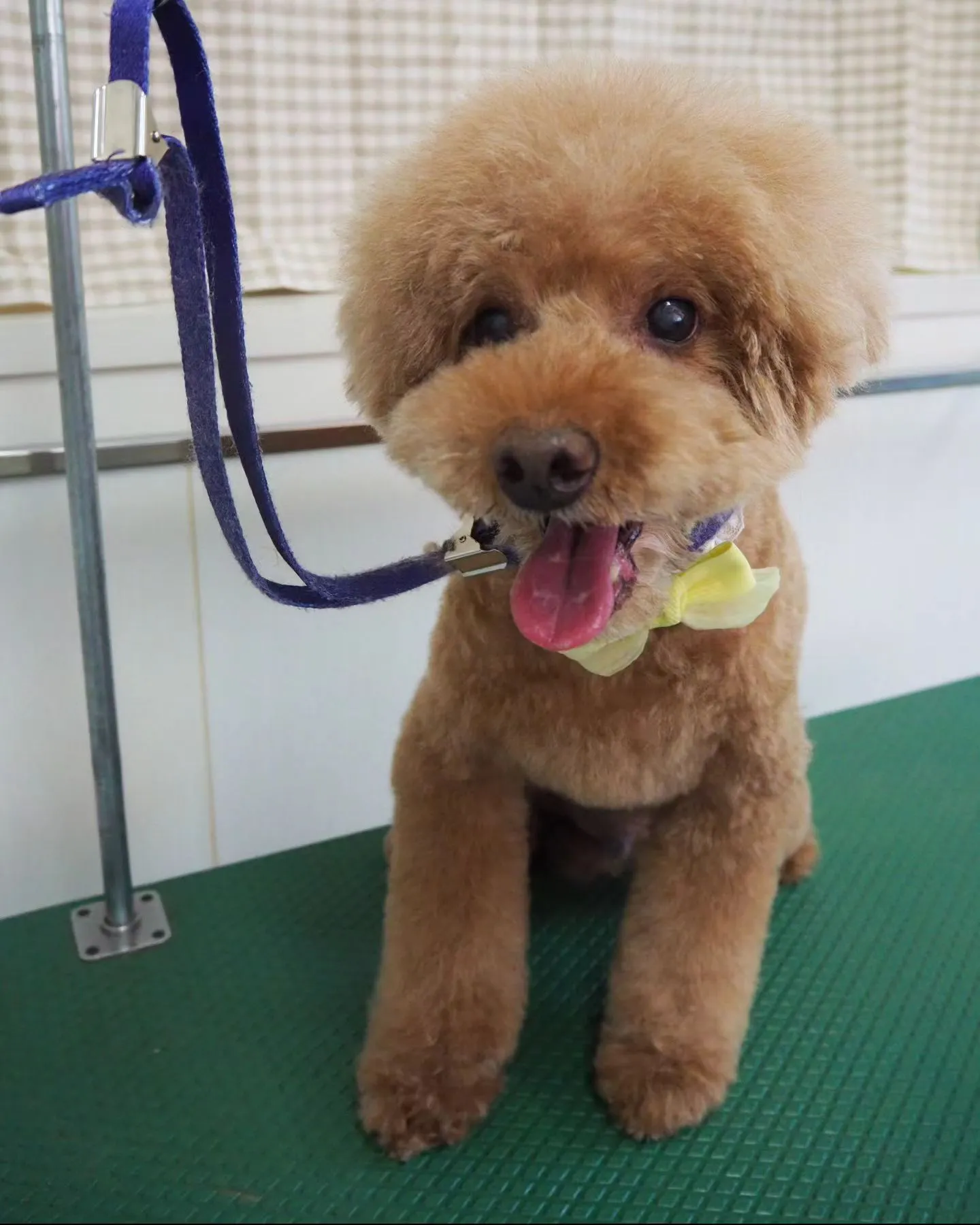 【トリミング】トイプードル【アフロカット】