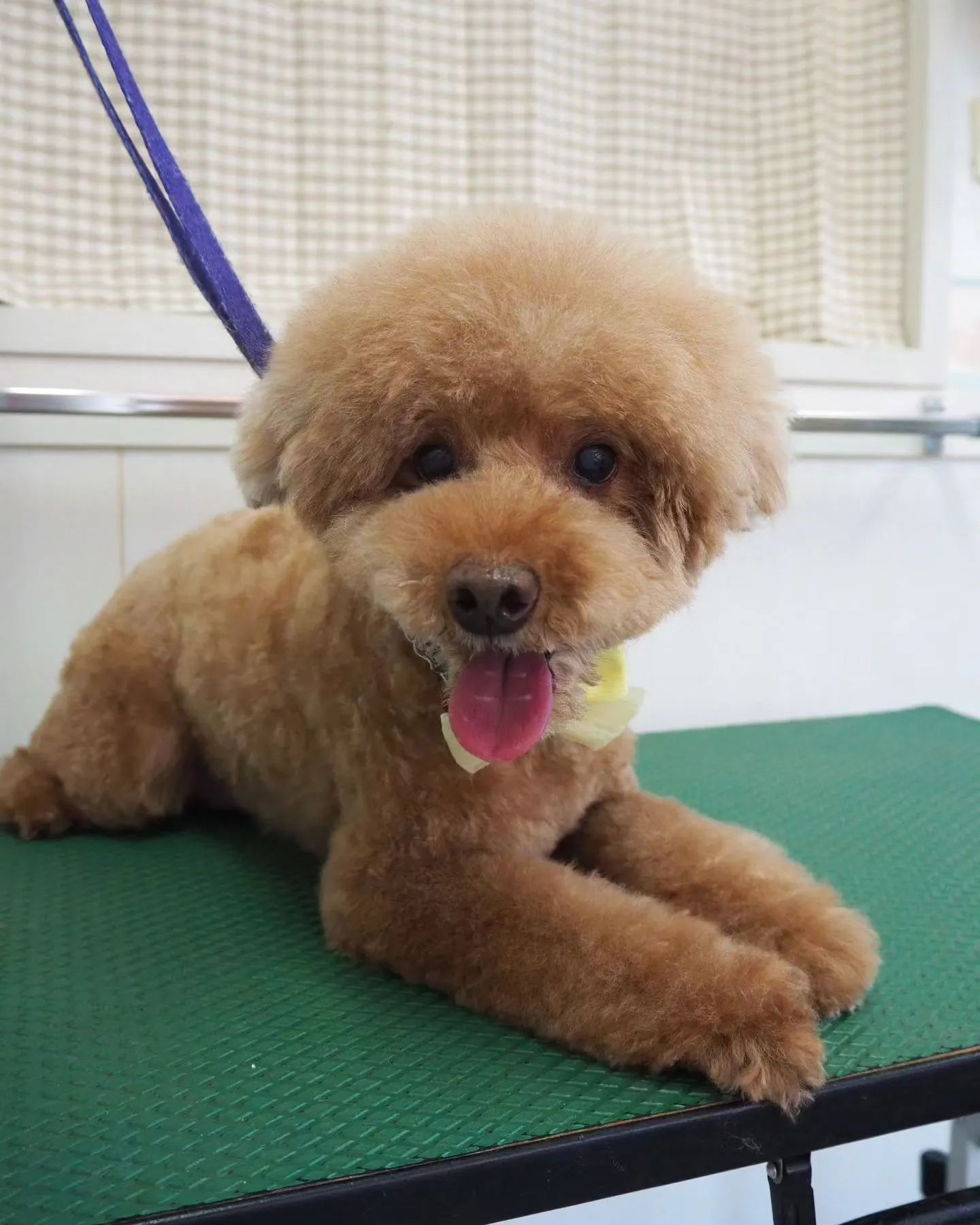 【トリミング】トイプードル【アフロカット】