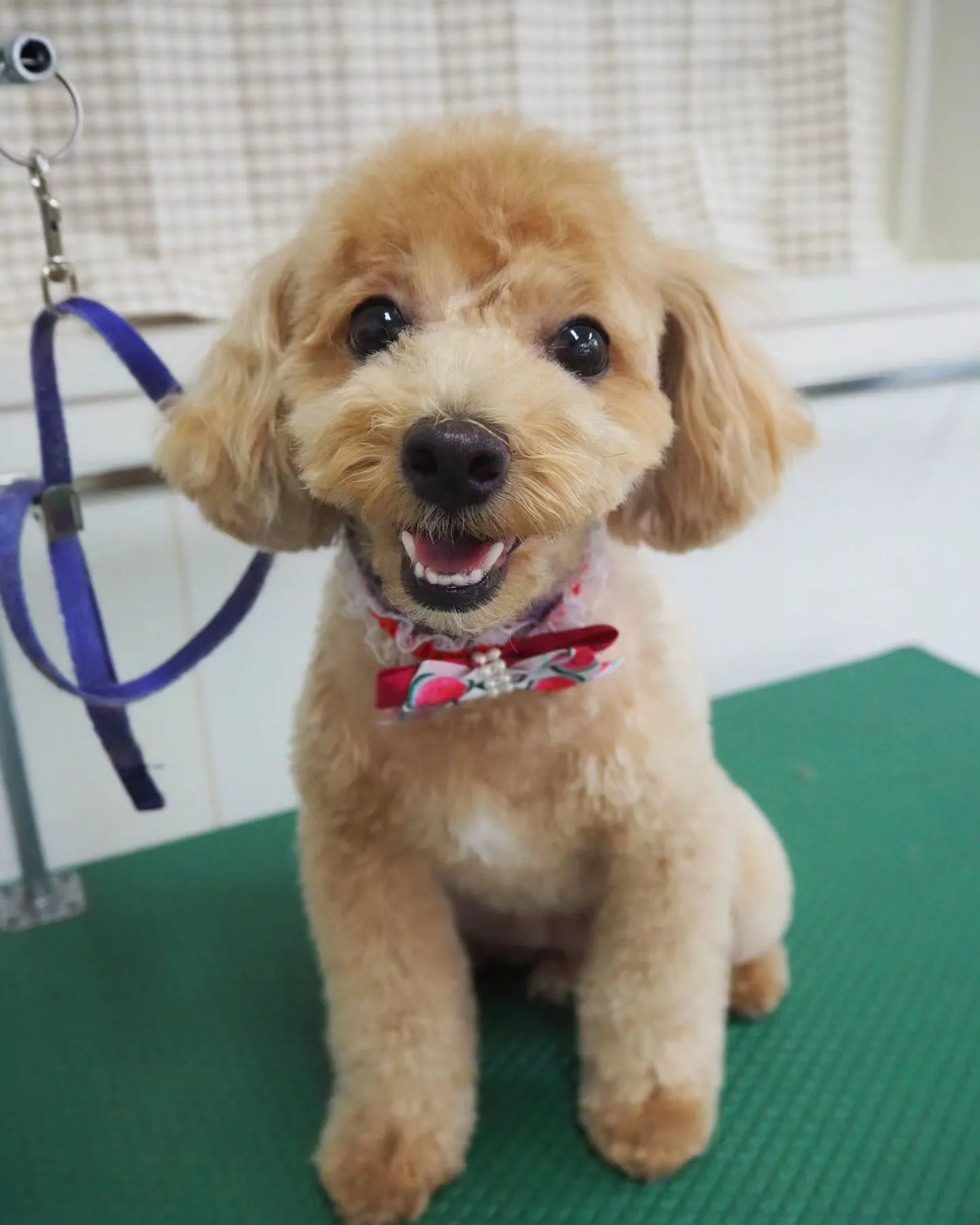 【トリミング】トイプードル【テディベア】