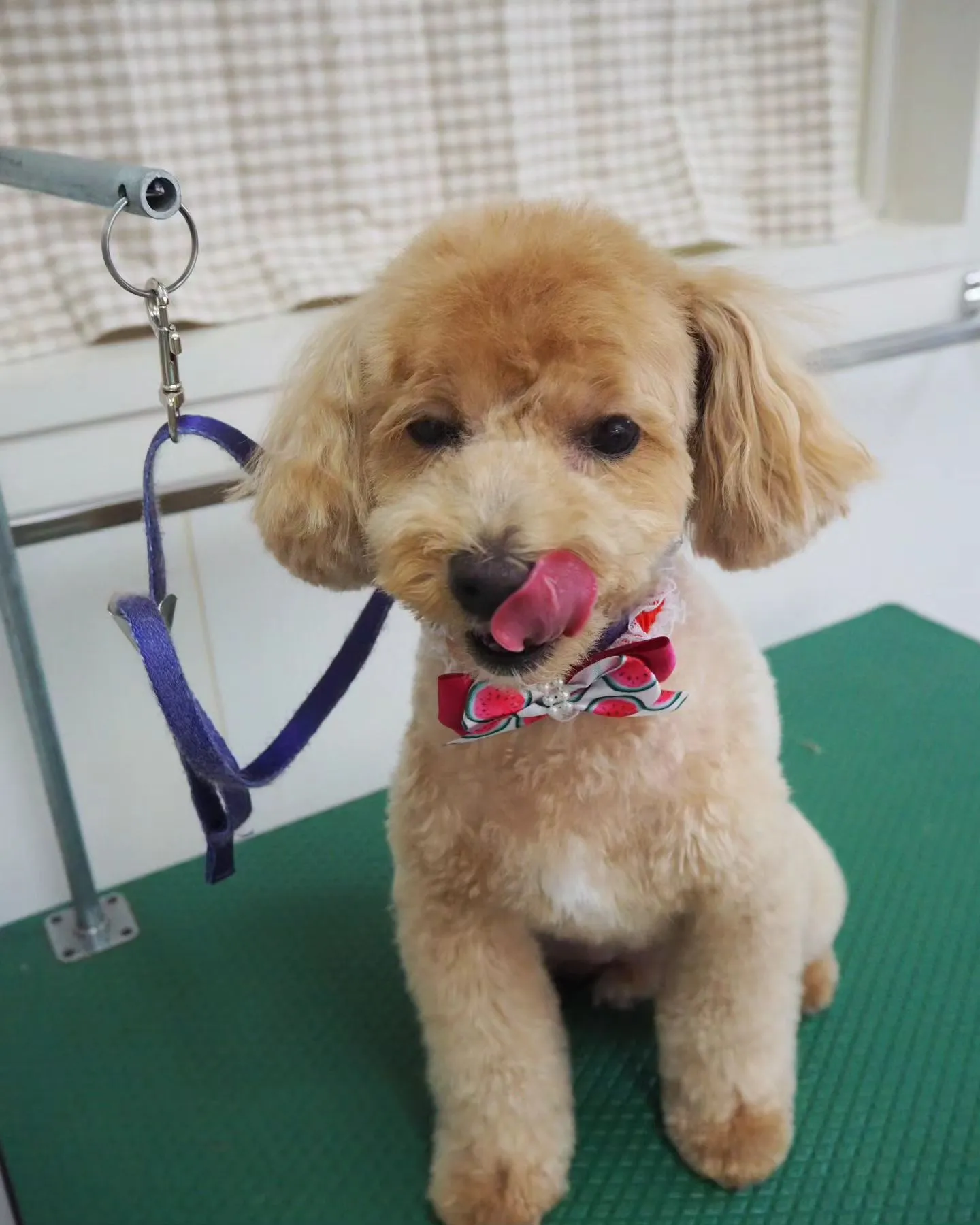 【トリミング】トイプードル【テディベア】