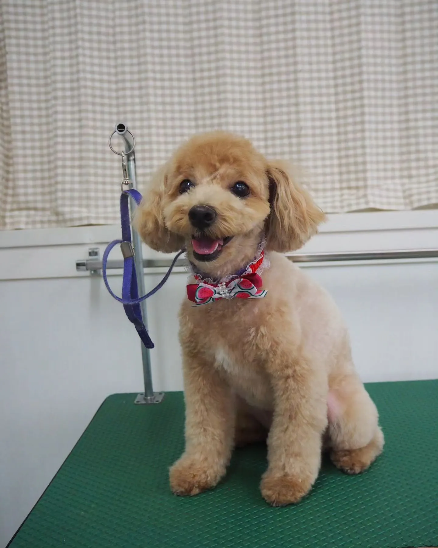 【トリミング】トイプードル【テディベア】