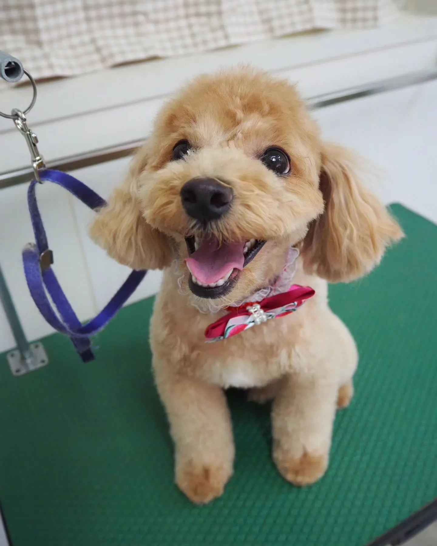 【トリミング】トイプードル【テディベア】