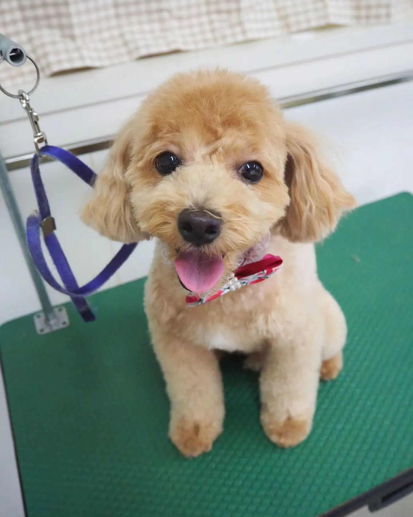 【トリミング】トイプードル【テディベア】