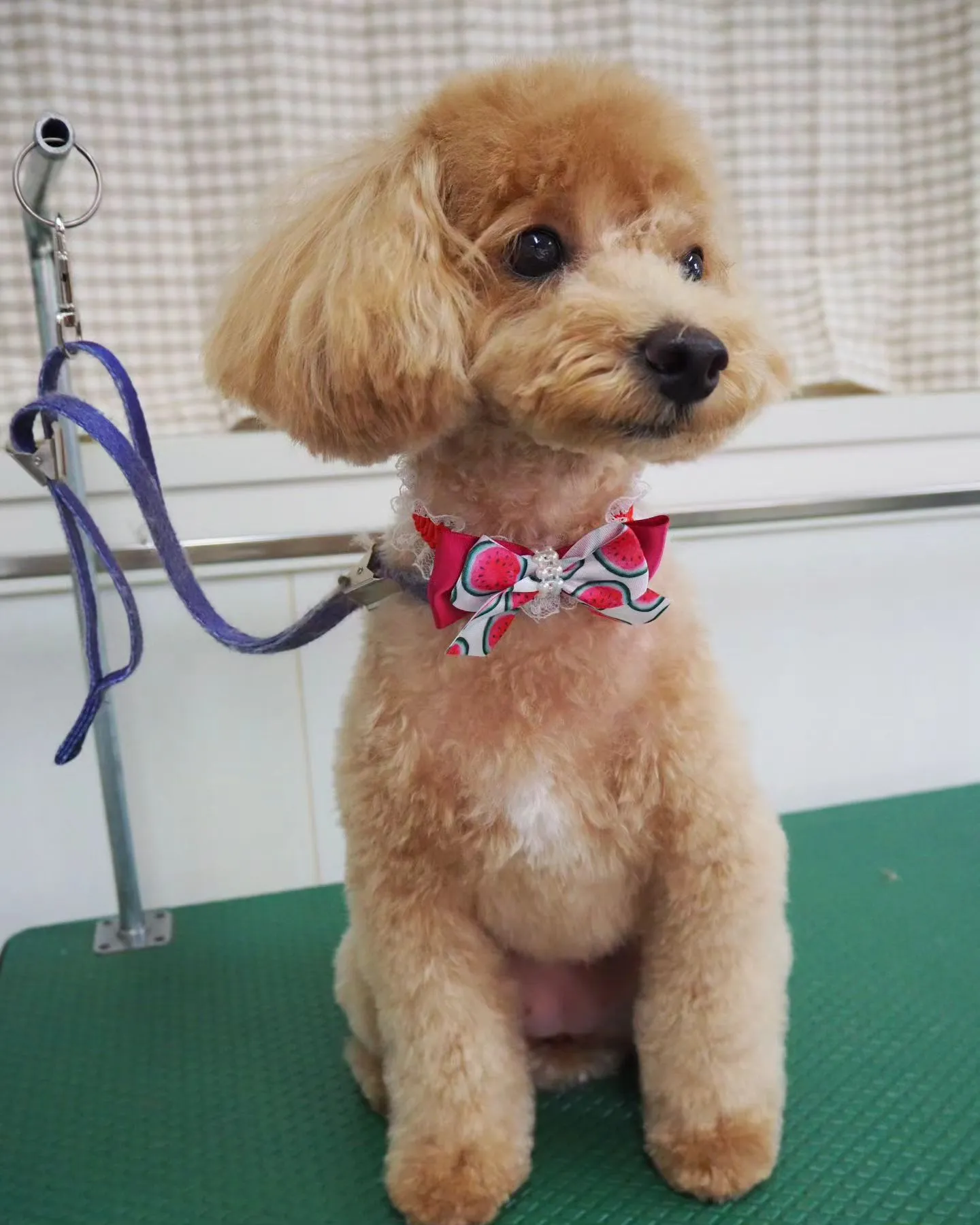 【トリミング】トイプードル【テディベア】