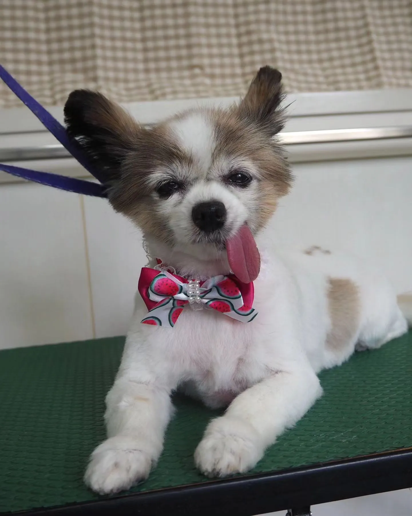 【トリミング】パピヨン