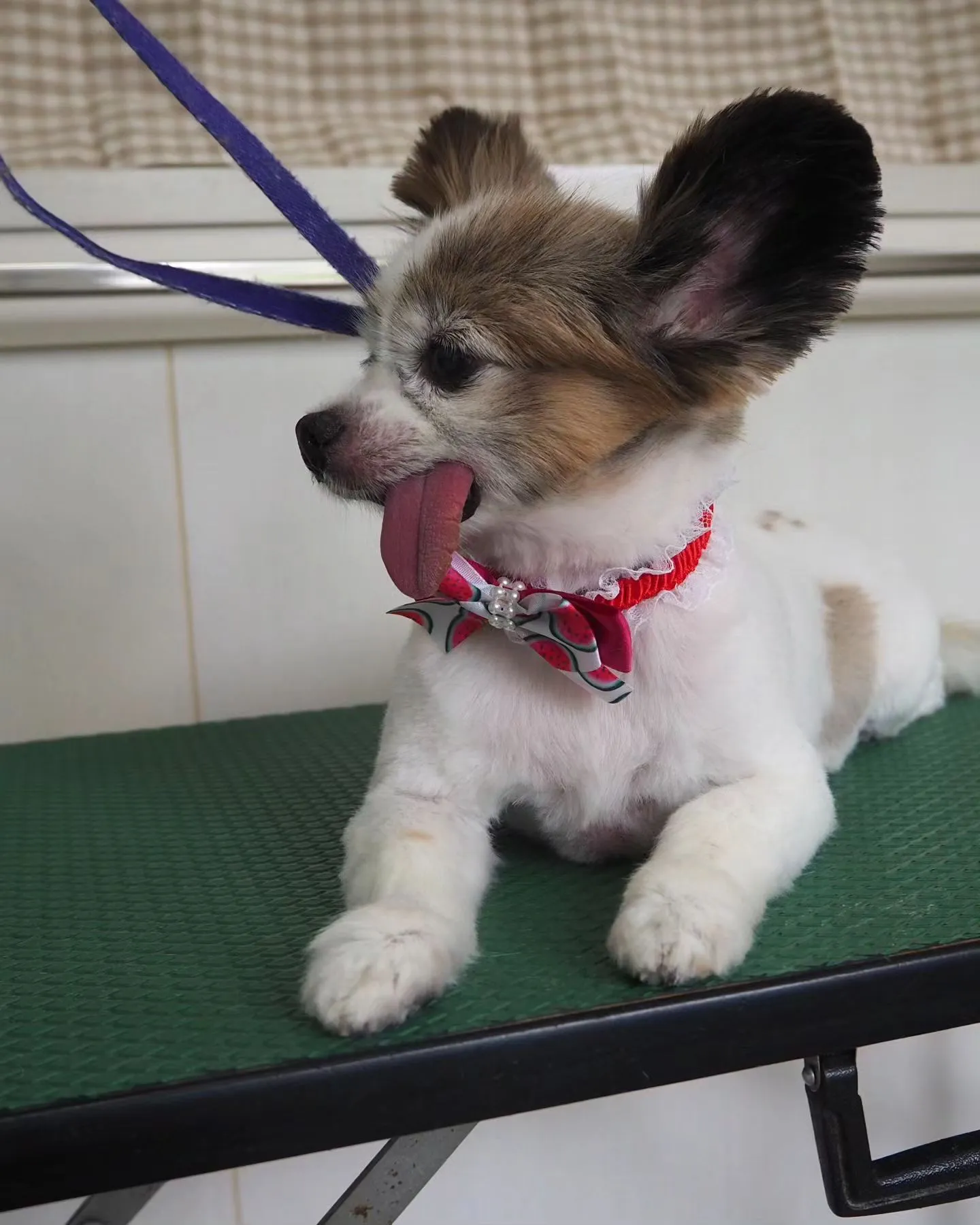 【トリミング】パピヨン