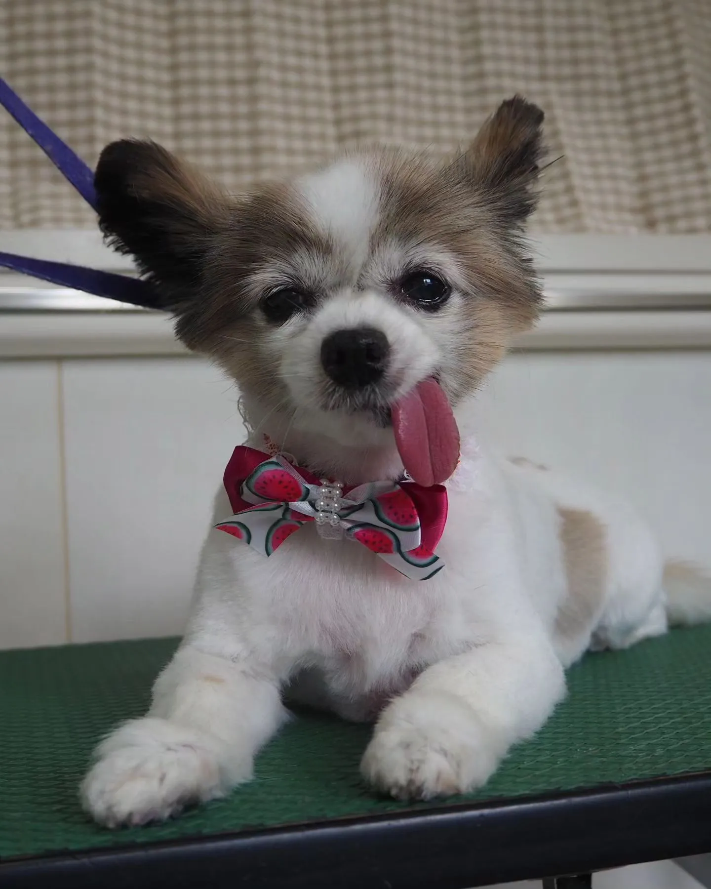 【トリミング】パピヨン