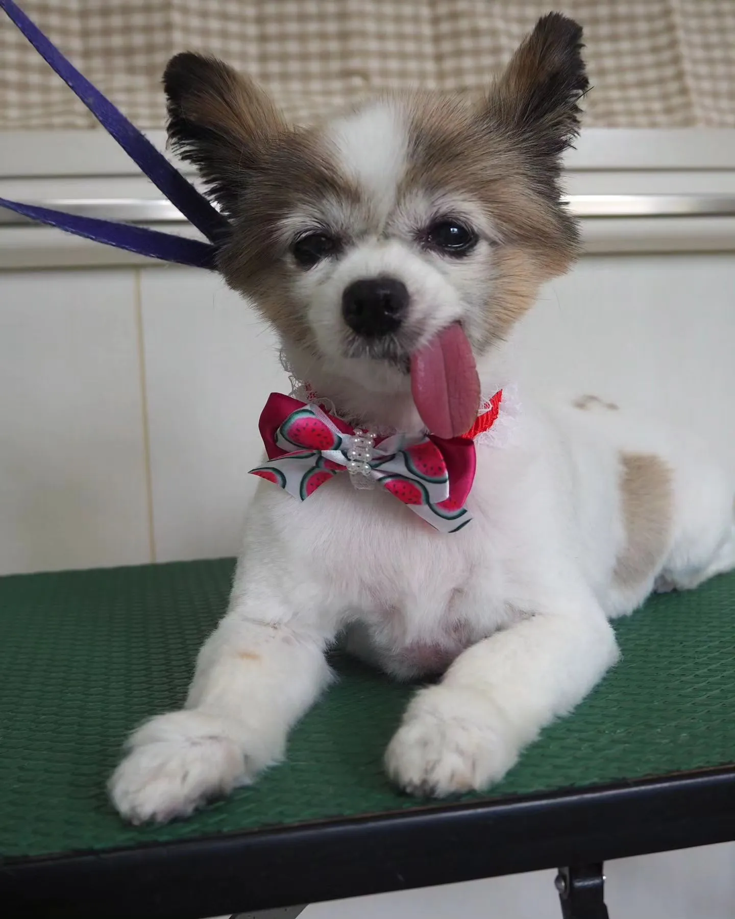 【トリミング】パピヨン