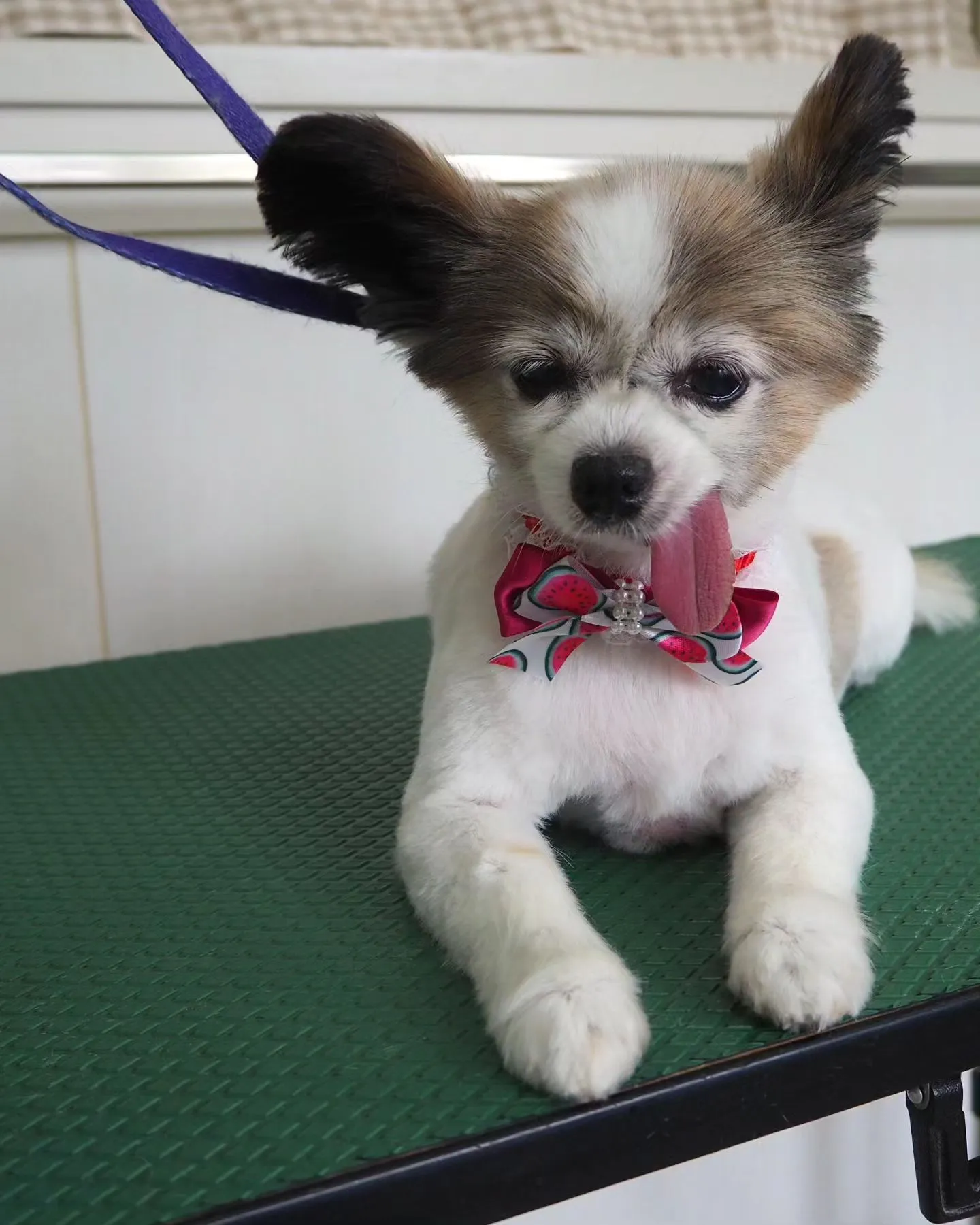 【トリミング】パピヨン