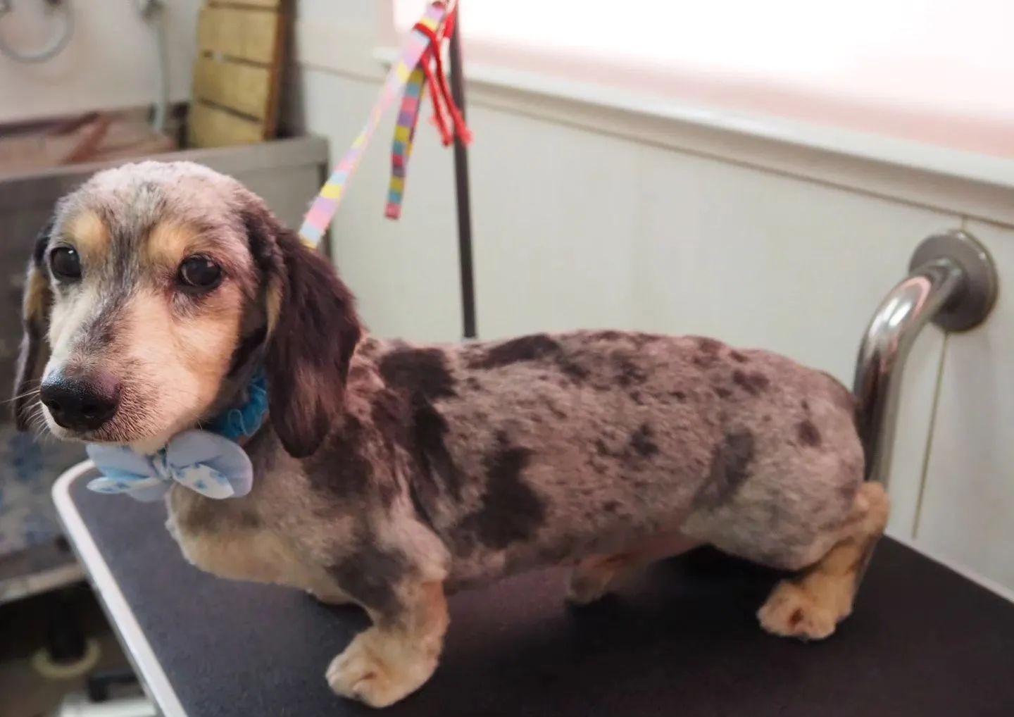 【トリミング】ミニチュアダックスフンド【5mmバリカン仕上げ...